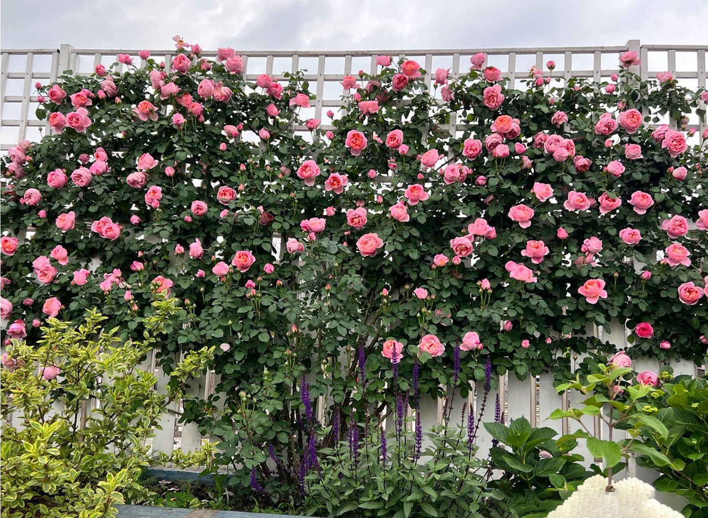 #SPF034,Dames de Chenonceau 舍农索城堡的女士,Climbing & Shrub Roses, Non-Grafted/Own Root.