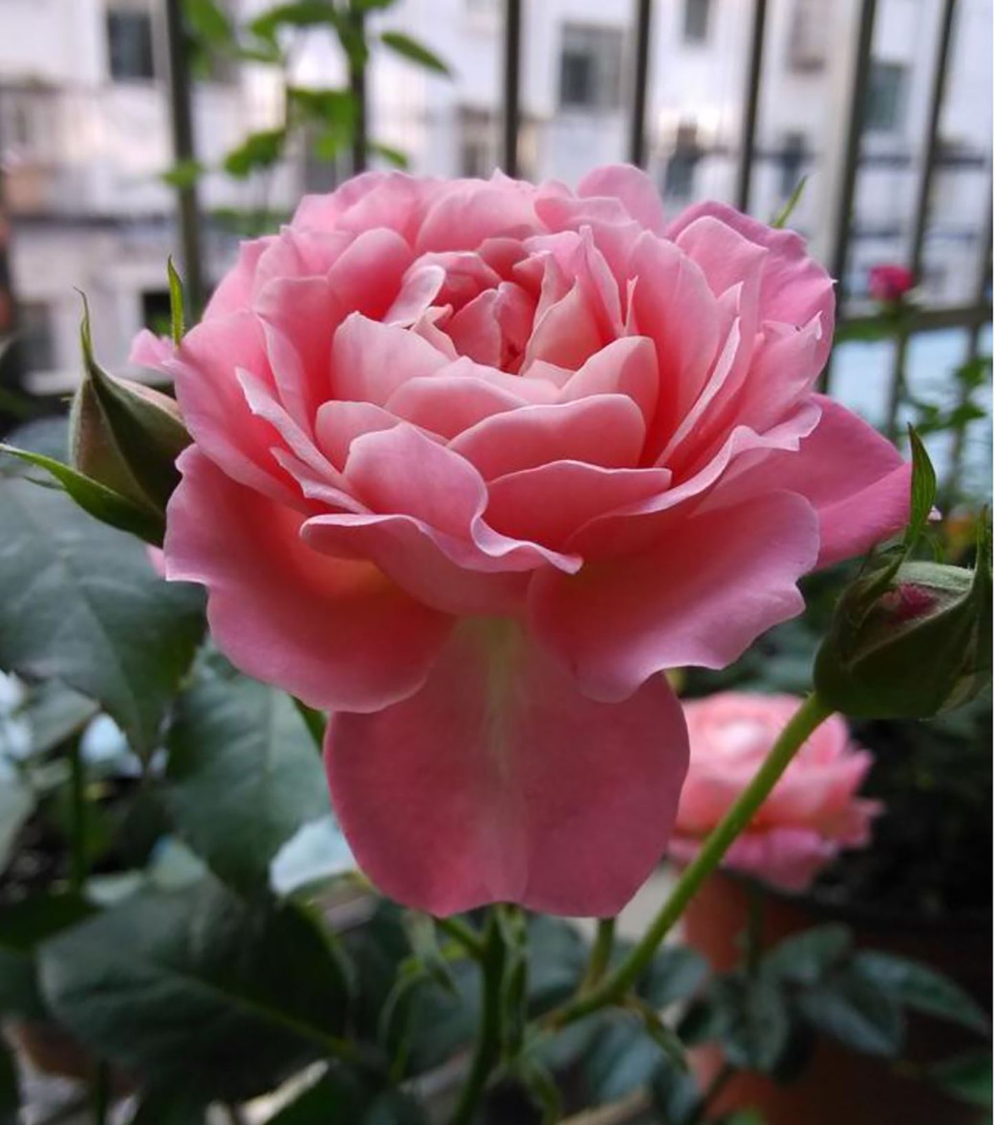 Fragrance King Terrazza 芳香王阳台/香香公主,Floribunda Rose, Non-Grafted/Own Root.
