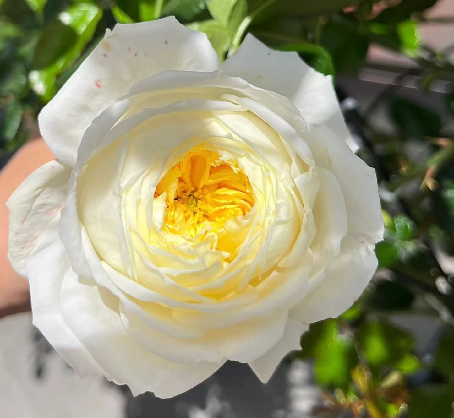 Amnesty International 大赦国际/柠檬雪酪,French Climbing Rose, Strong fragrance. Large. Heat Resistant.Non-Grafted/Own Root.