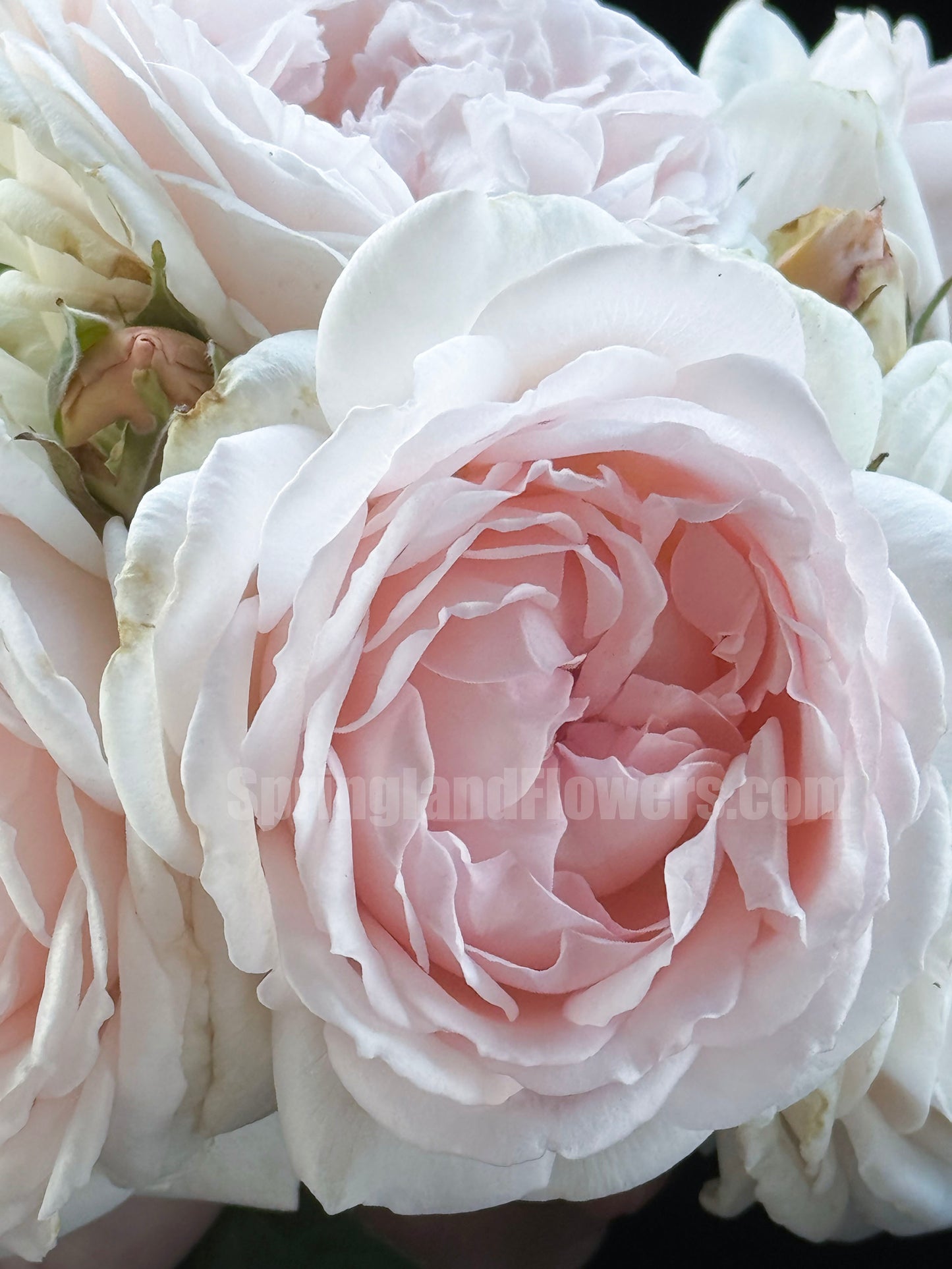 #SPJ112, Yukiwatari 雪渡, Japanese Shrub Rose,Heat-tolerant, Non-Grafted/Own Root.