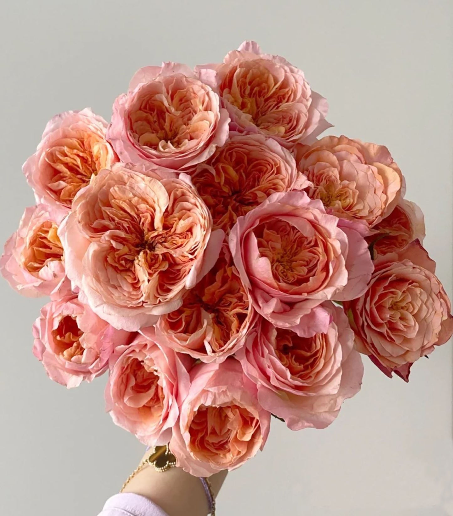 #SPN153,Victoria's Secret  维多利亚的秘密 , Shrub Rose , Non-Grafted/Own Root.
