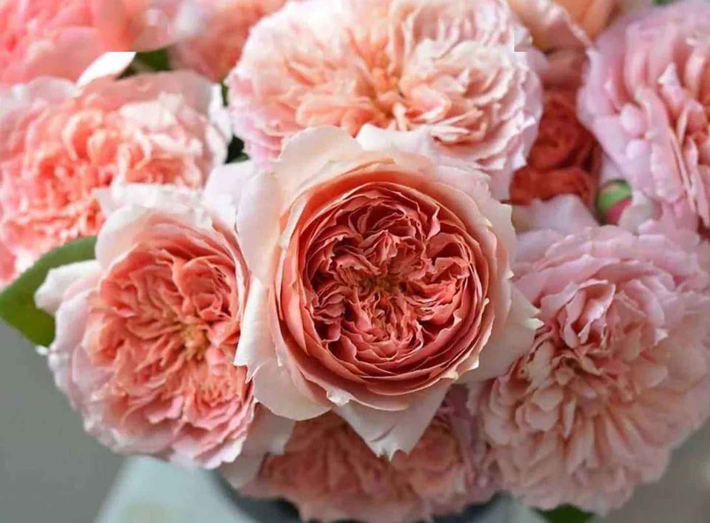 #SPJ182, Moulin de la Galette 煎饼磨坊, Japanese Shrub Rose,Strong Disease Resistance, Heat-Tolerant , Own Root.