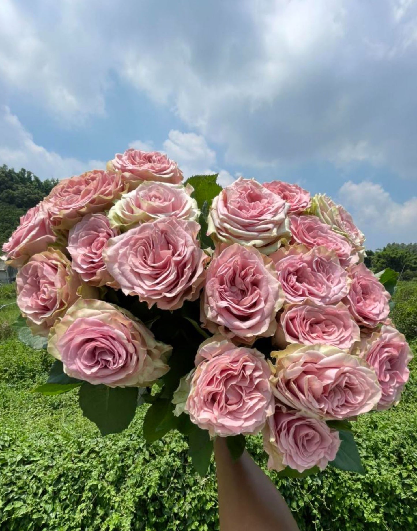 #SPN149,Retro Love 复古爱情,Netherlands Florist Shrub Rose,Heat-tolerant, Non-Grafted/Own Root.
