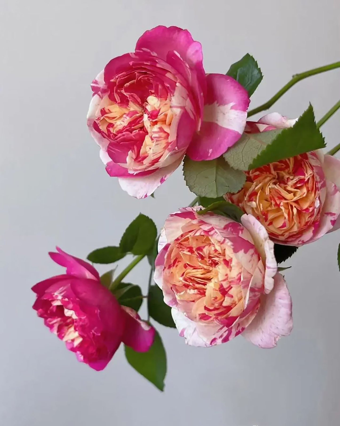 #SPF038, Édouard Manet 马奈, Climbing Rose, Continuous Flowering And Strong Disease Resistance, Thornless. Non-Grafted/Own Root.