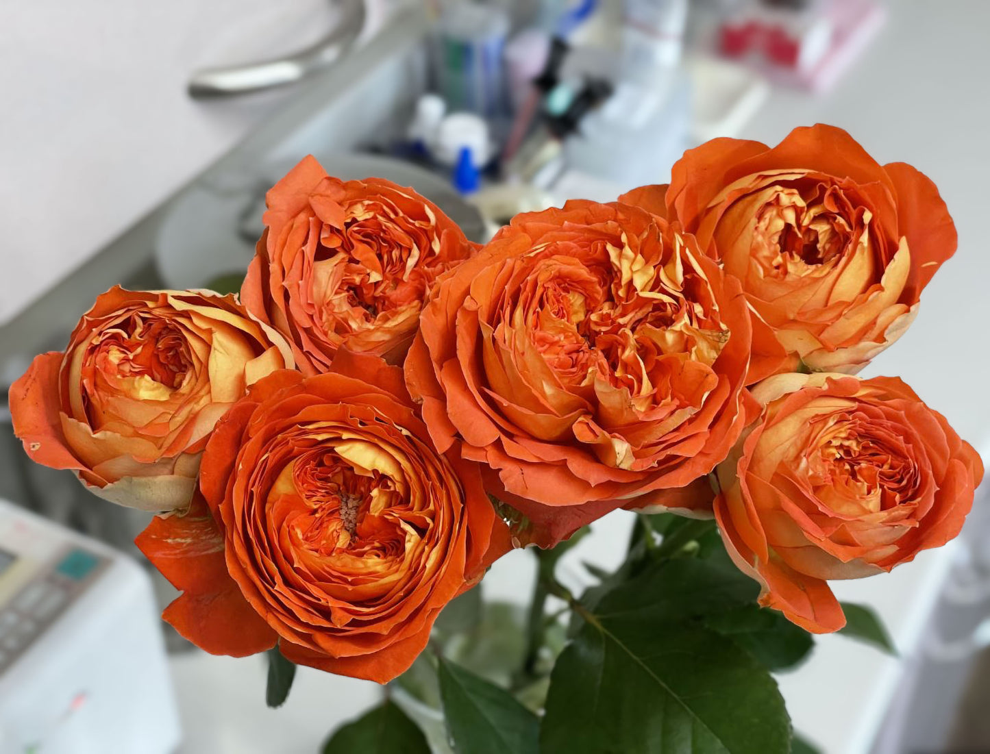 #SPJ131,Arancia 橙意,Japanese Floribunda Rose, Non-Grafted/Own Root.