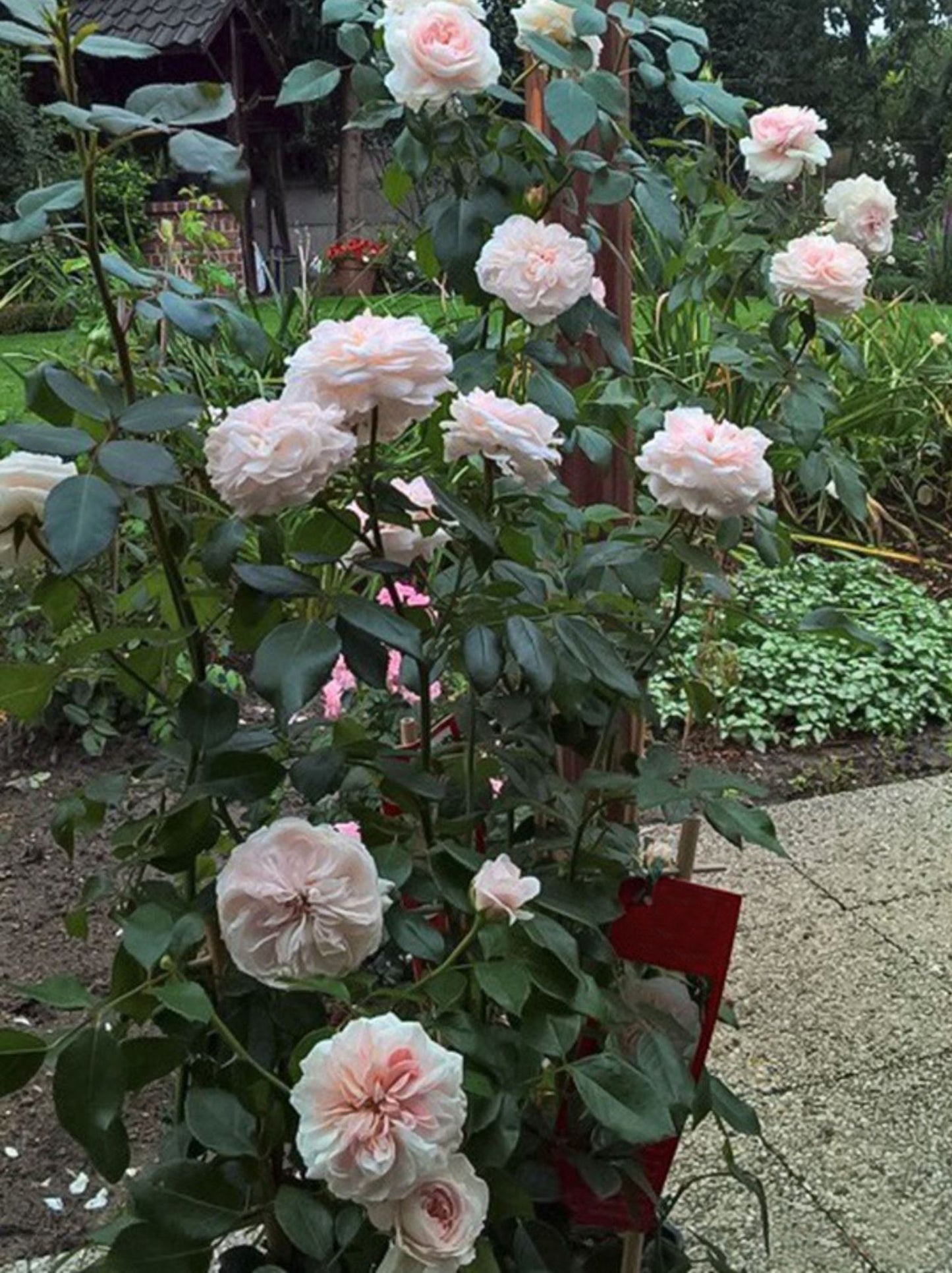 Sabrina 萨布丽娜, Climbing Rose,Non-Grafted/Own Root.