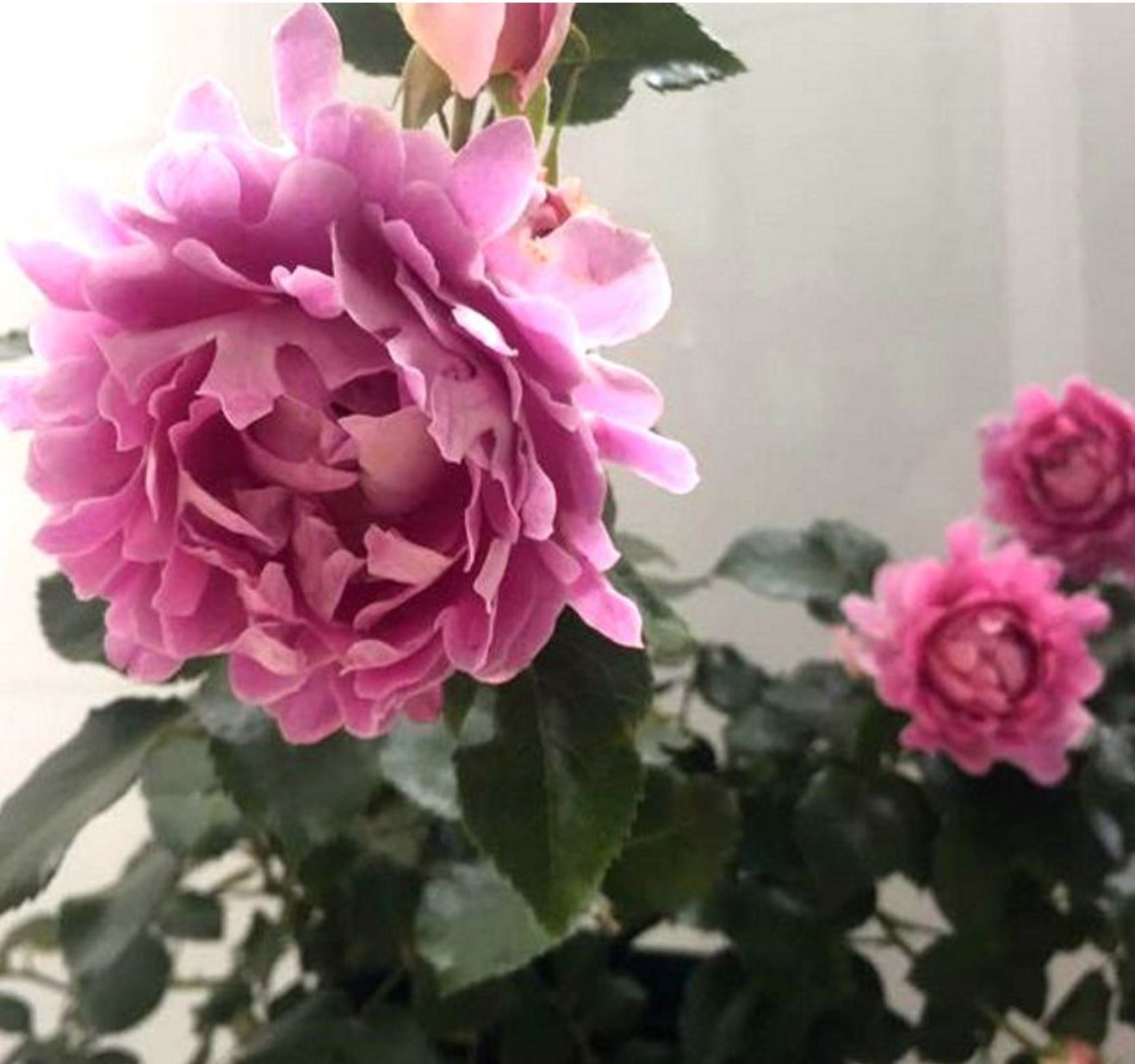 #SPN027, Fancy Ruffle 梦幻褶边, Netherlands Climbing Rose , Non-Grafted/Own Root.