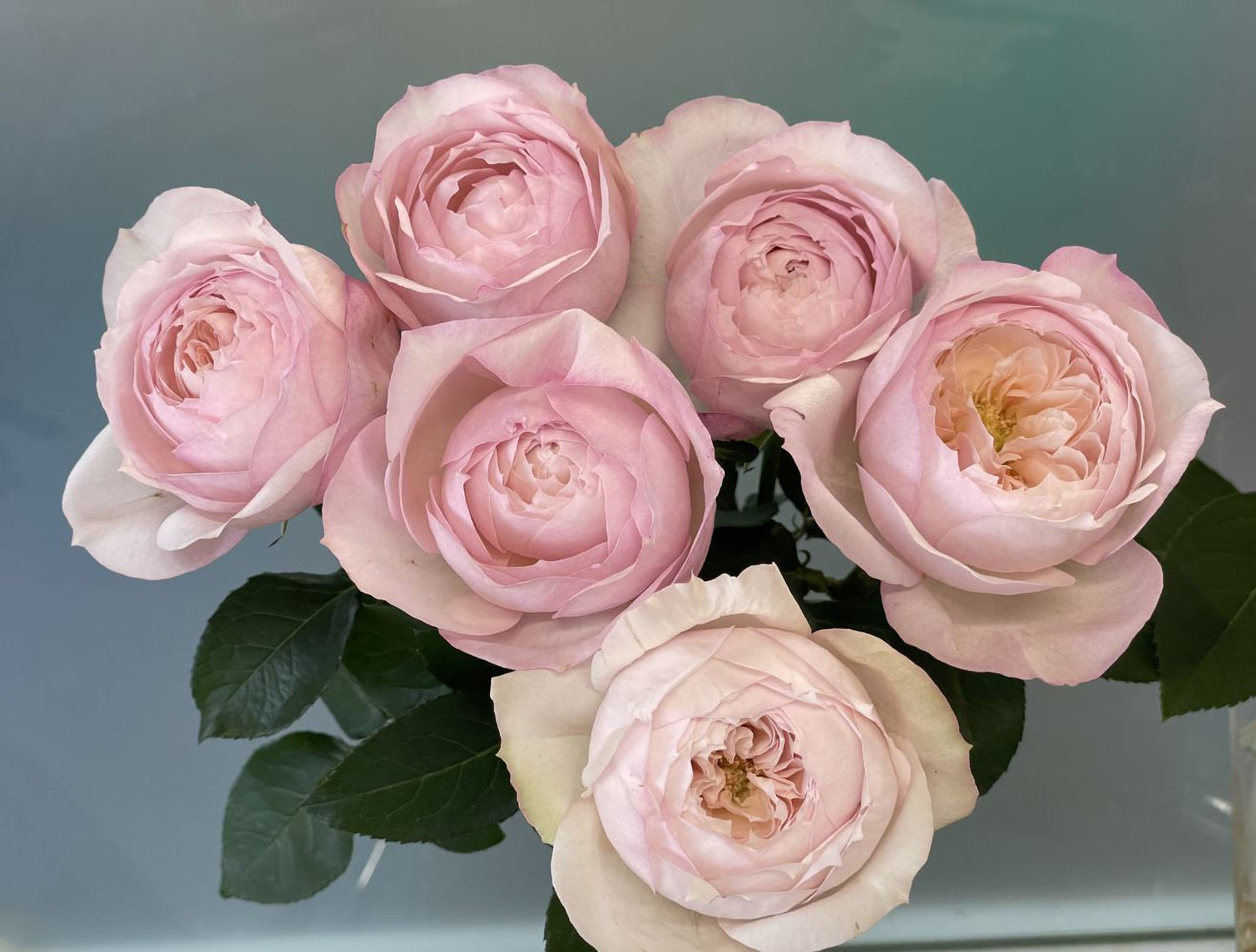 #SPJ143,Cherry Antique 樱桃古董,Japanese Shrub Rose, Non-Grafted/Own Root.