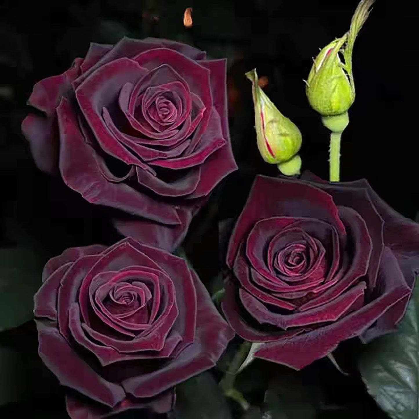 Black Baccara 黑巴克,Florist Shrub Rose, Non-Grafted/Own Root.