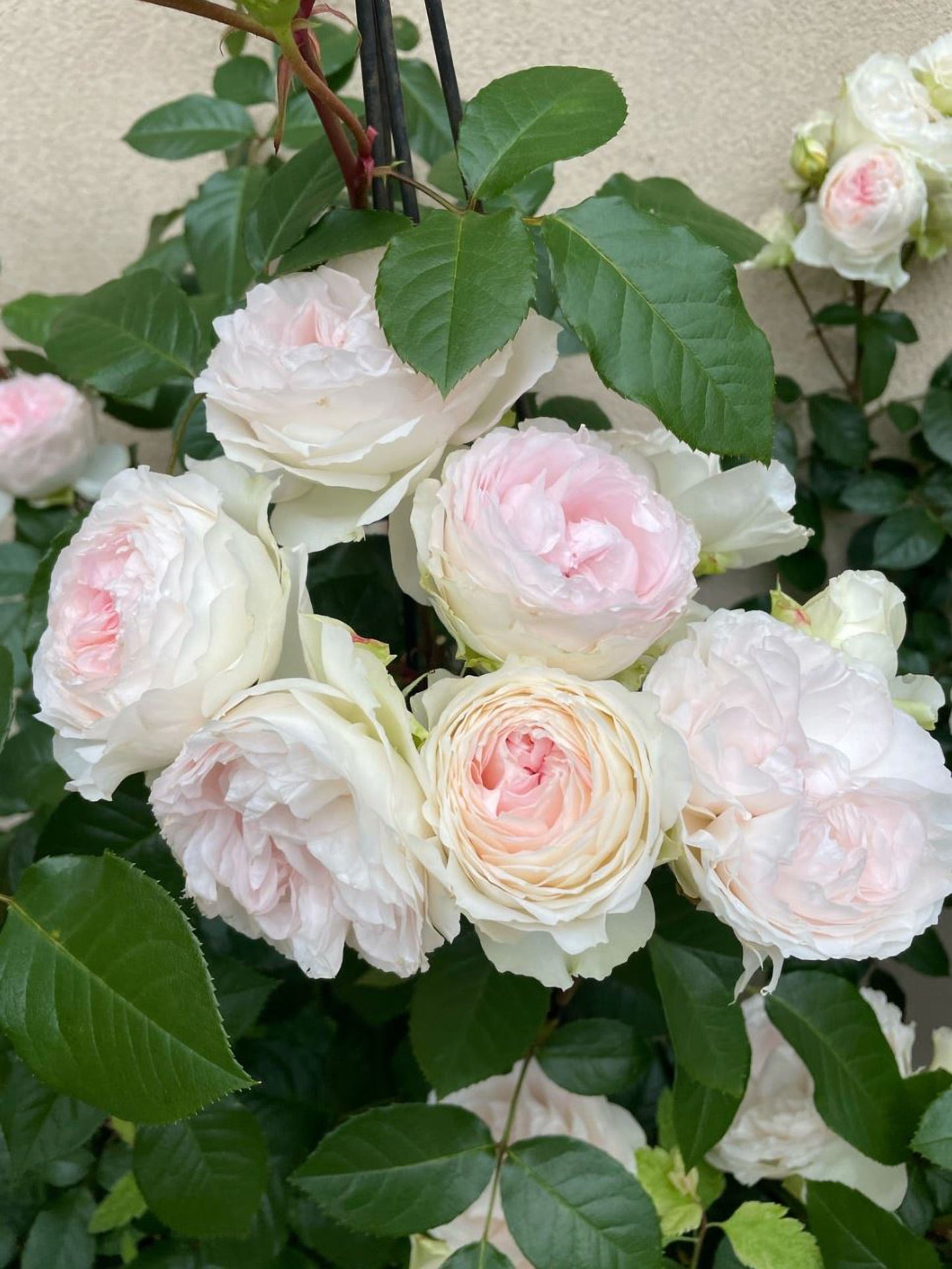 #SPJ133, Roxanne 罗克珊/黎明, Japanese Floribunda Rose, Non-Grafted/Own Root.