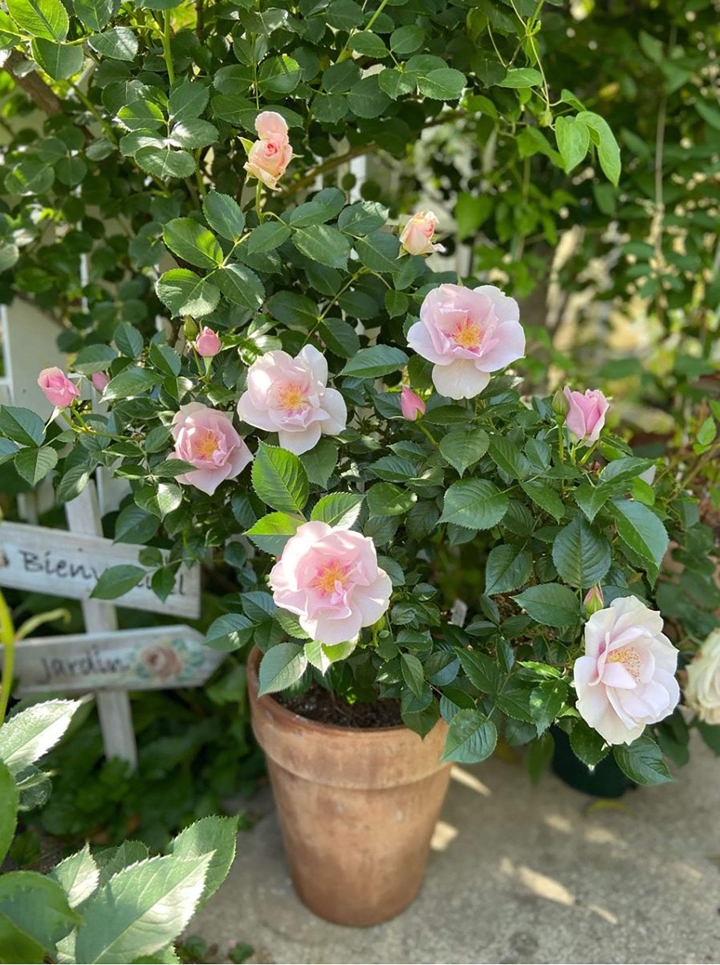 #SPJ047 ,Coup de Coeur 一见钟情,Japanese Floribunda Rose, Disease-Resistant, Non-Grafted/Own Root.