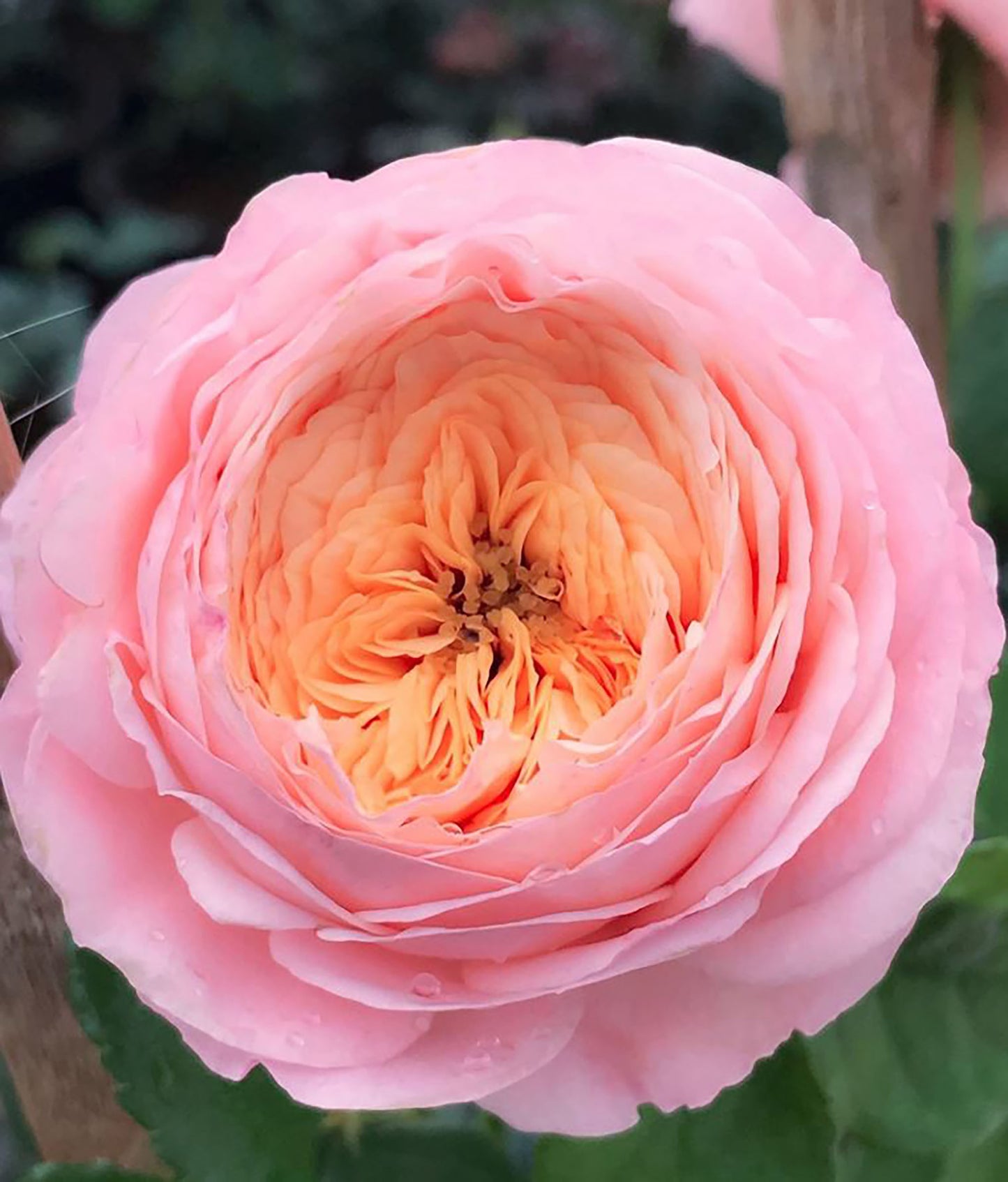 #SPF046,extremely similar to Domaine de Chantilly 玫瑰香橙, French Shrub Rose, Heat-tolerant, disease-resistant, Non-Grafted/Own Root.