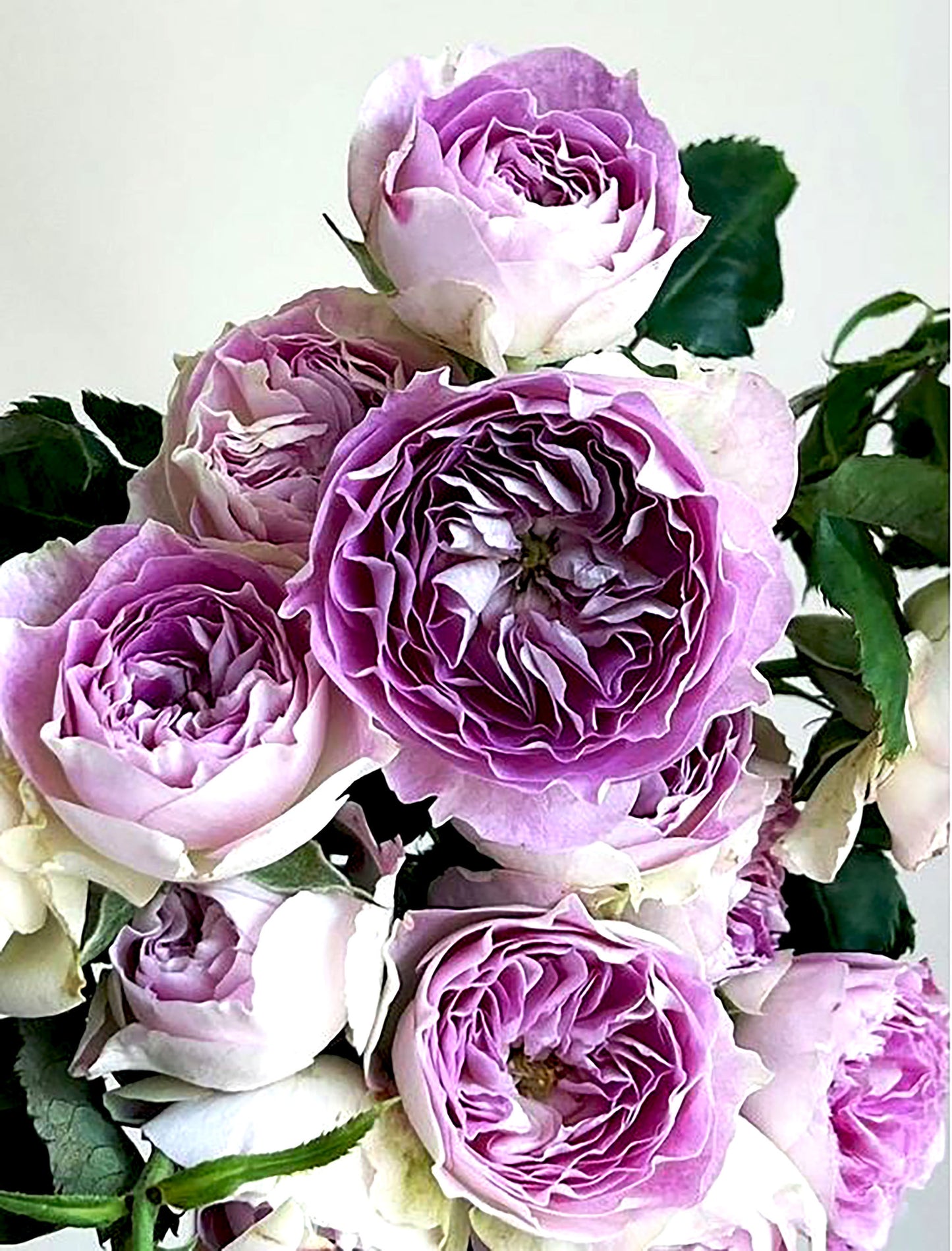 #SPJ012 , Blue Moon Stone 蓝月石, Japanese Floribunda Rose, Non-Grafted/Own Root.