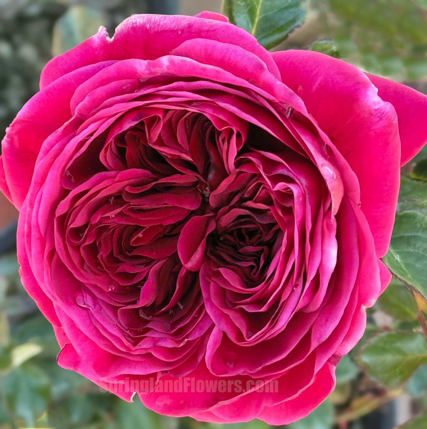 #SPJ015 , Cantina 伊芙酒窖, Japanese Shrub Rose, Strong fragrance. Non-Grafted/Own Root.