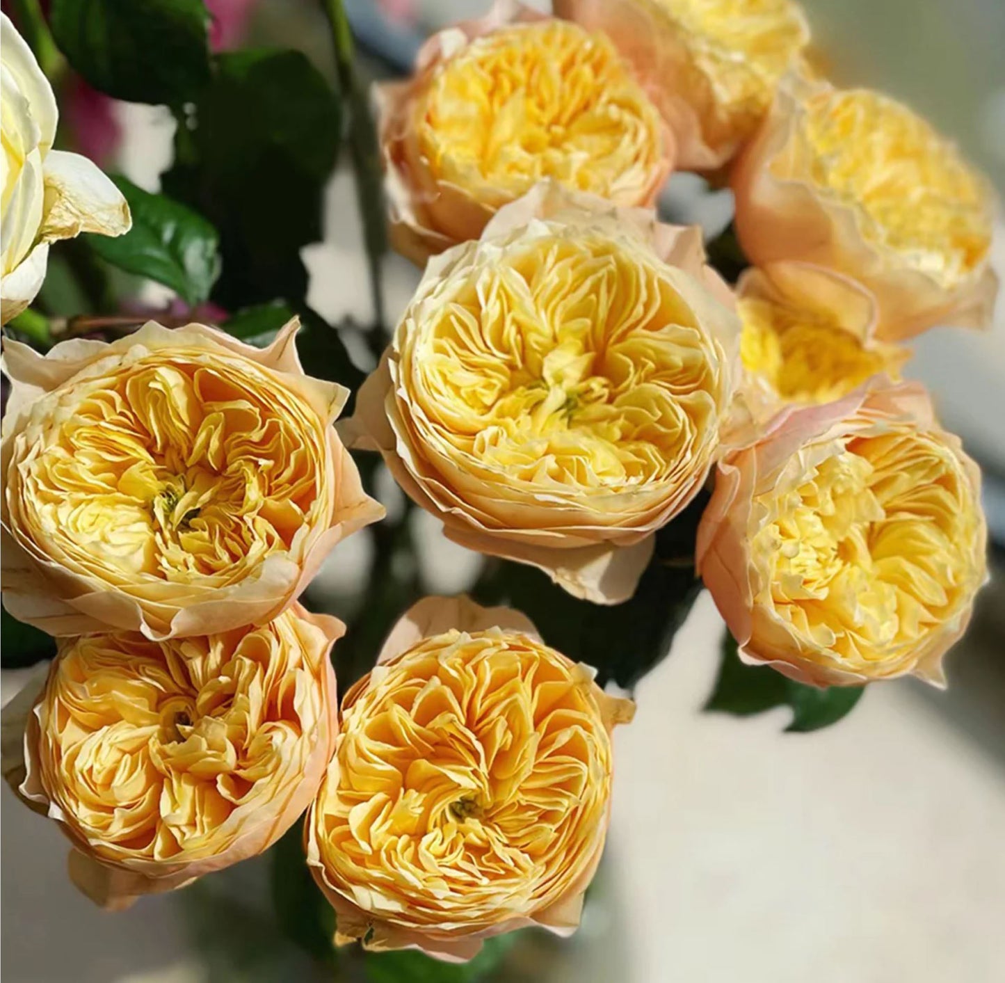 #SPN073, Golden Vuvuzela 金色珊瑚心, Florist Shrub Rose, Non-Grafted/Own Root.