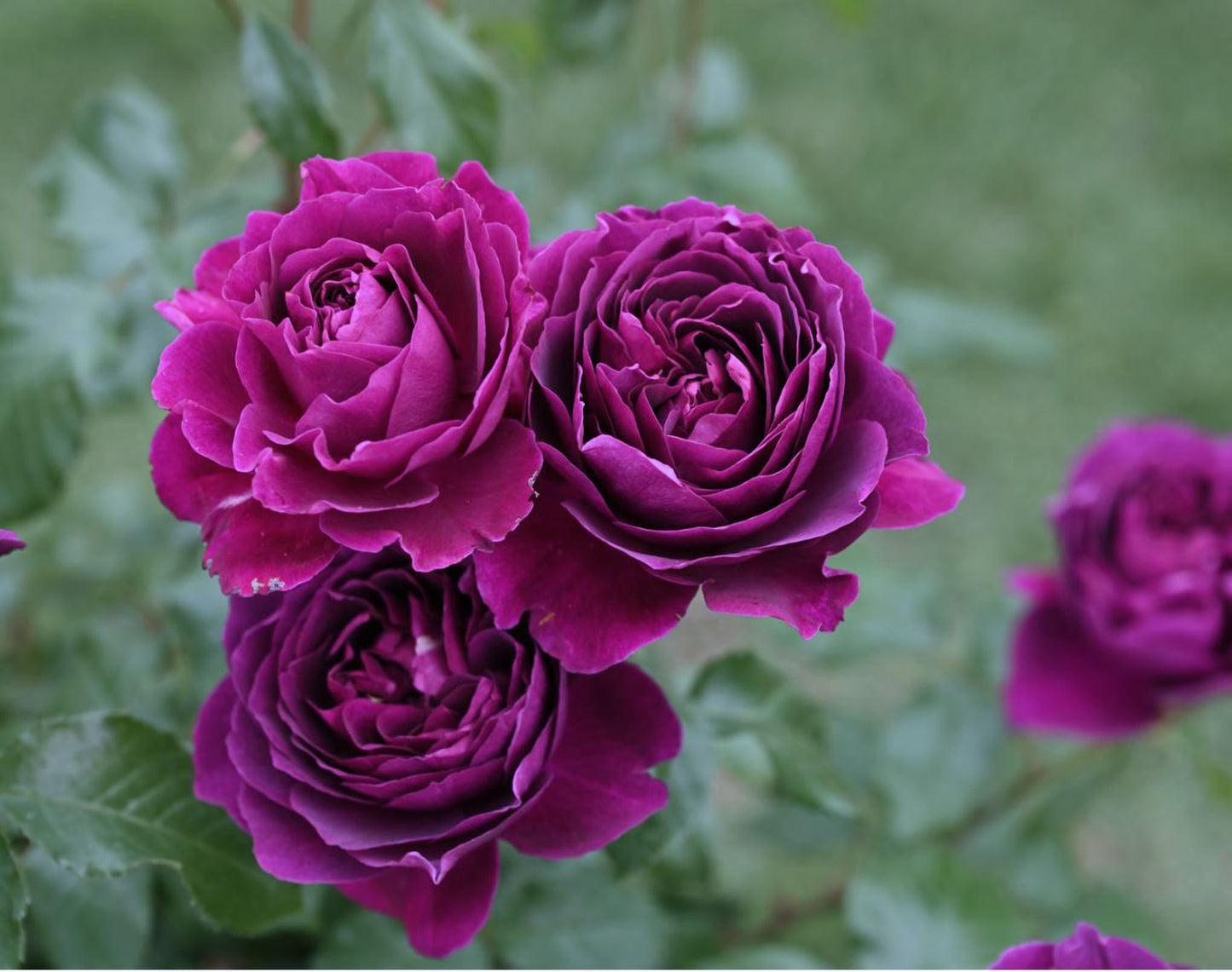 #SPJ138,NEW ! 2023. Extremely Similar to Le Temps Des Cerises 樱桃时节,Japanese Floribunda Rose, Non-Grafted/Own Root.