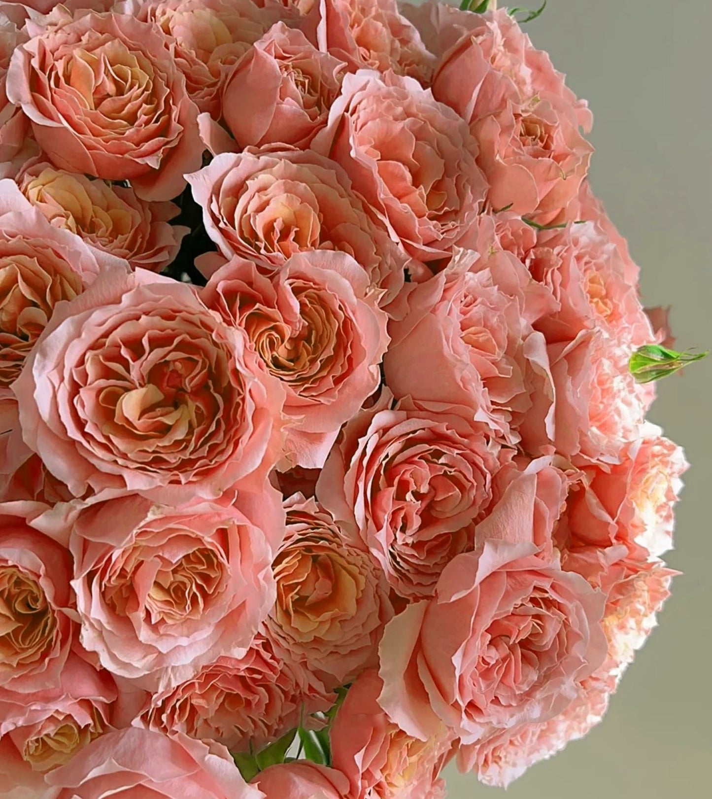 #SPJ070, Cheerleader 啦啦队长, Japanese Shrub Rose. Non-Grafted/Own Root.