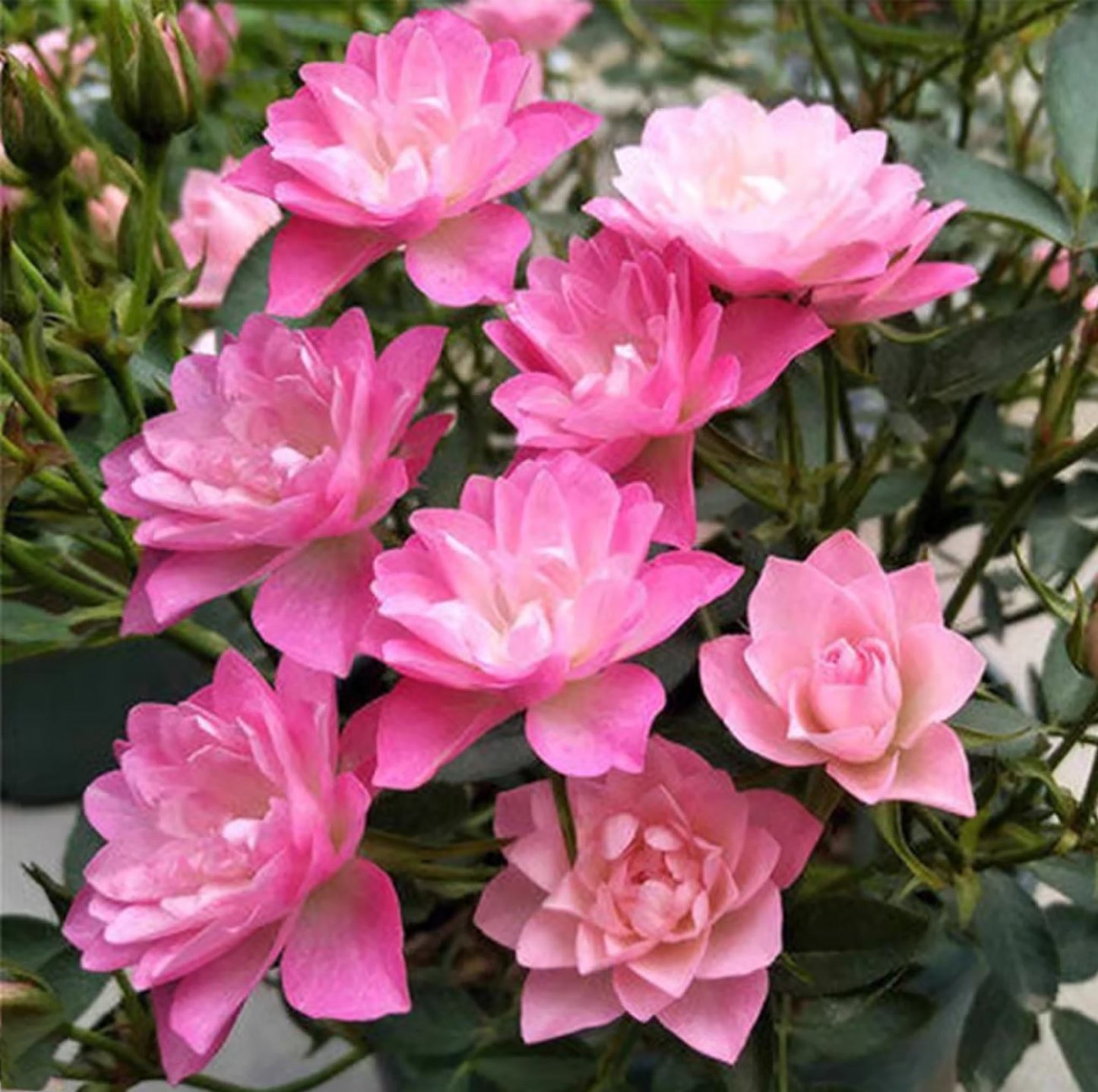 Heavenly Lotus 天荷繁星, Japanese Miniature Rose, Non-Grafted/Own Root.