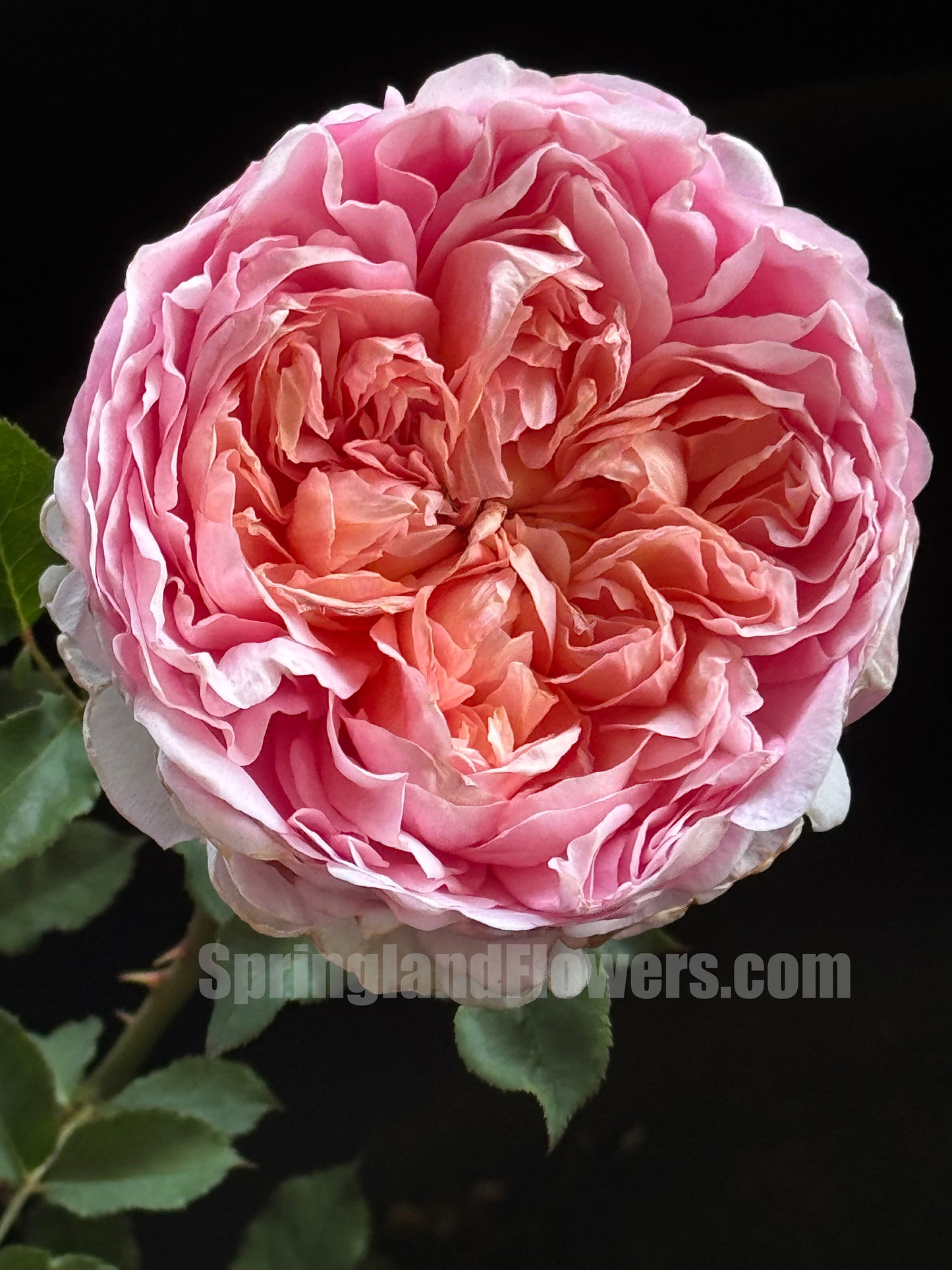 #SPC239,Tao Ran 桃染, Chinese Shrub Rose. Non-Grafted/Own Root.