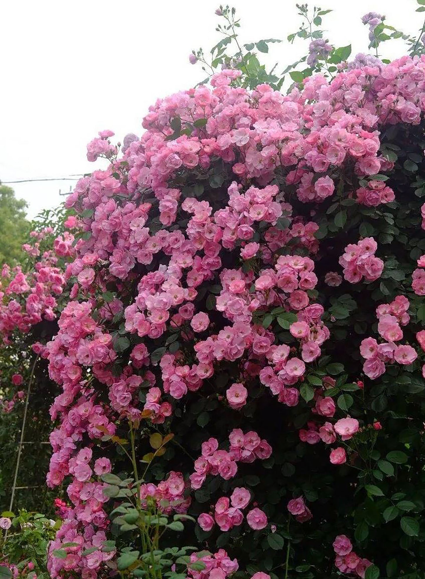 #SPG006 ,Angela 安吉拉, Floribunda, Climbing Rose. Non-Grafted/Own Root.