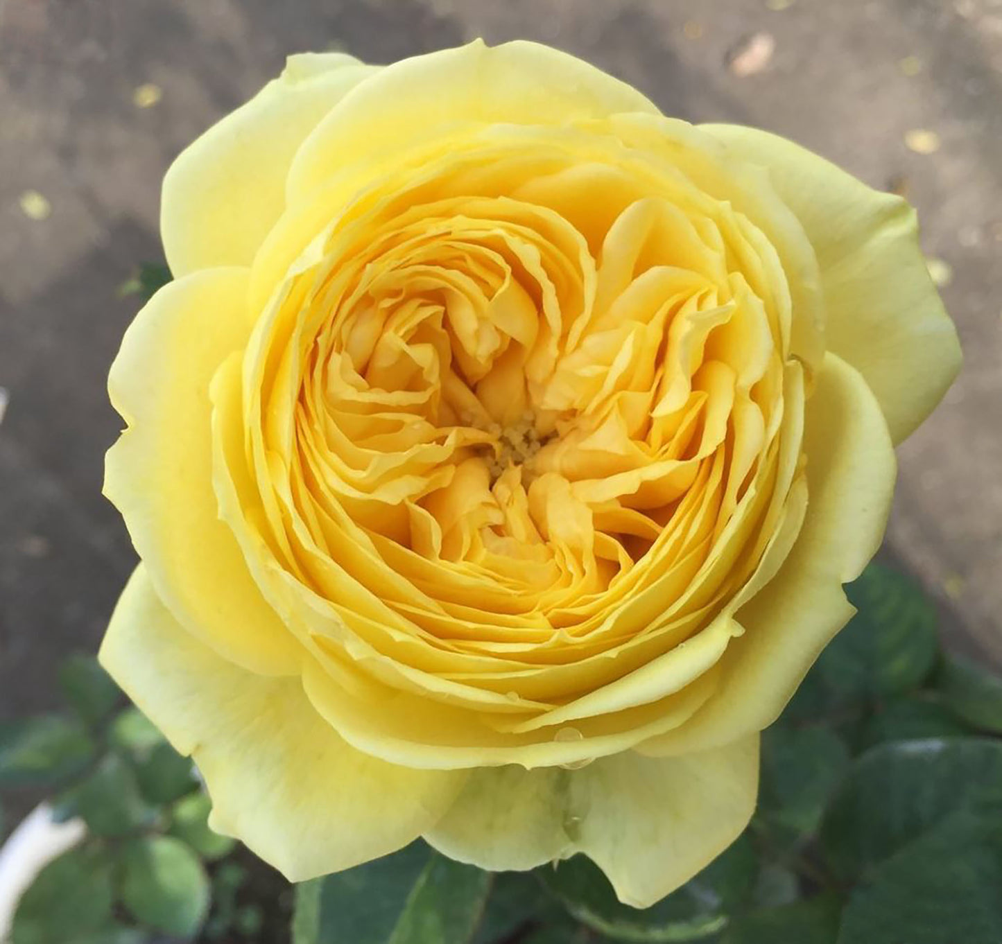 #SPN018, extremely similar to Catalina 凯特琳娜, Netherlands Florist Shrub Rose, Non-Grafted/Own Root.