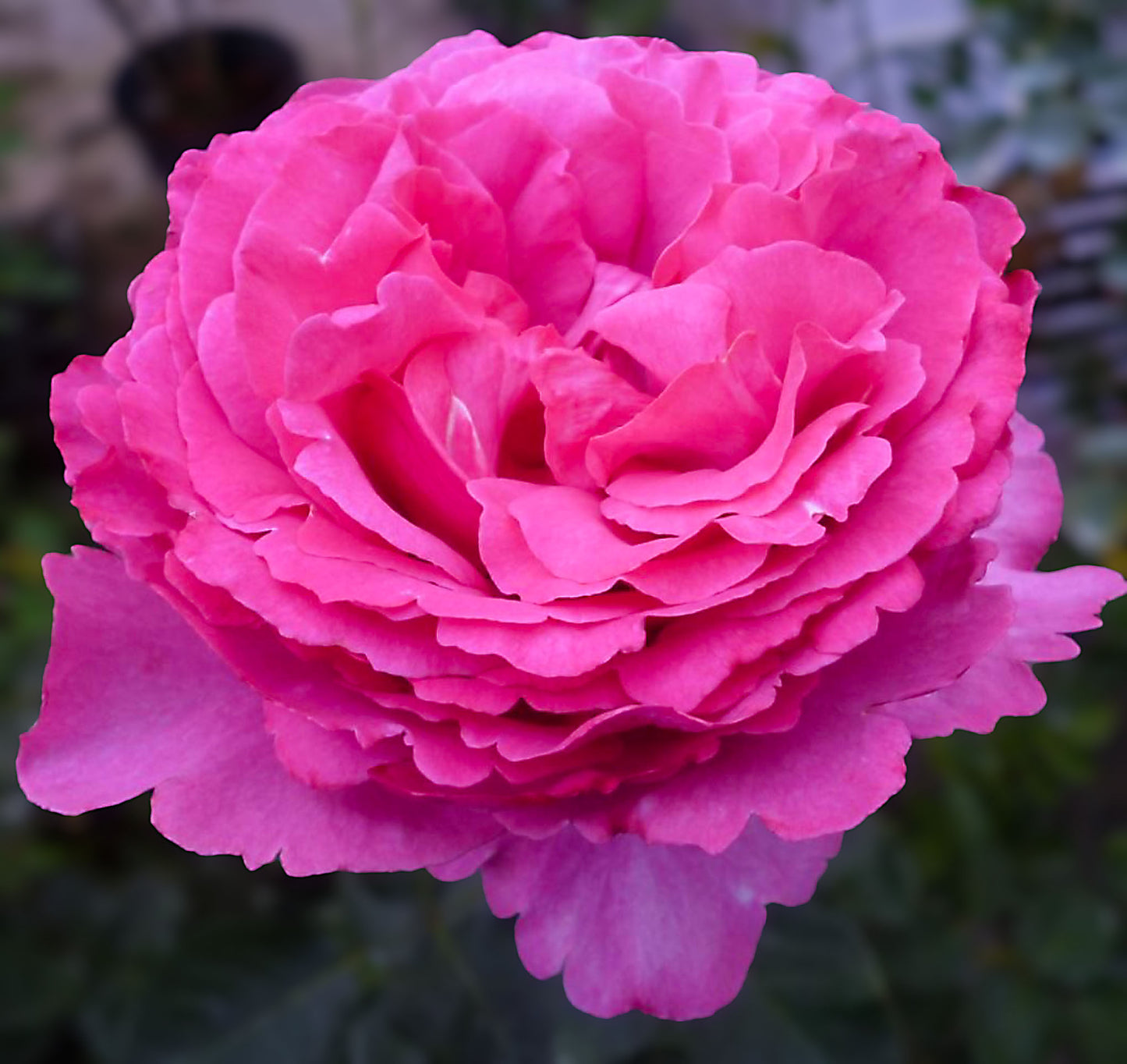 #SPJ276, Yves Piaget Cl 藤本伊芙伯爵,Japanese Climbing Rose, Non-Grafted/Own Root.