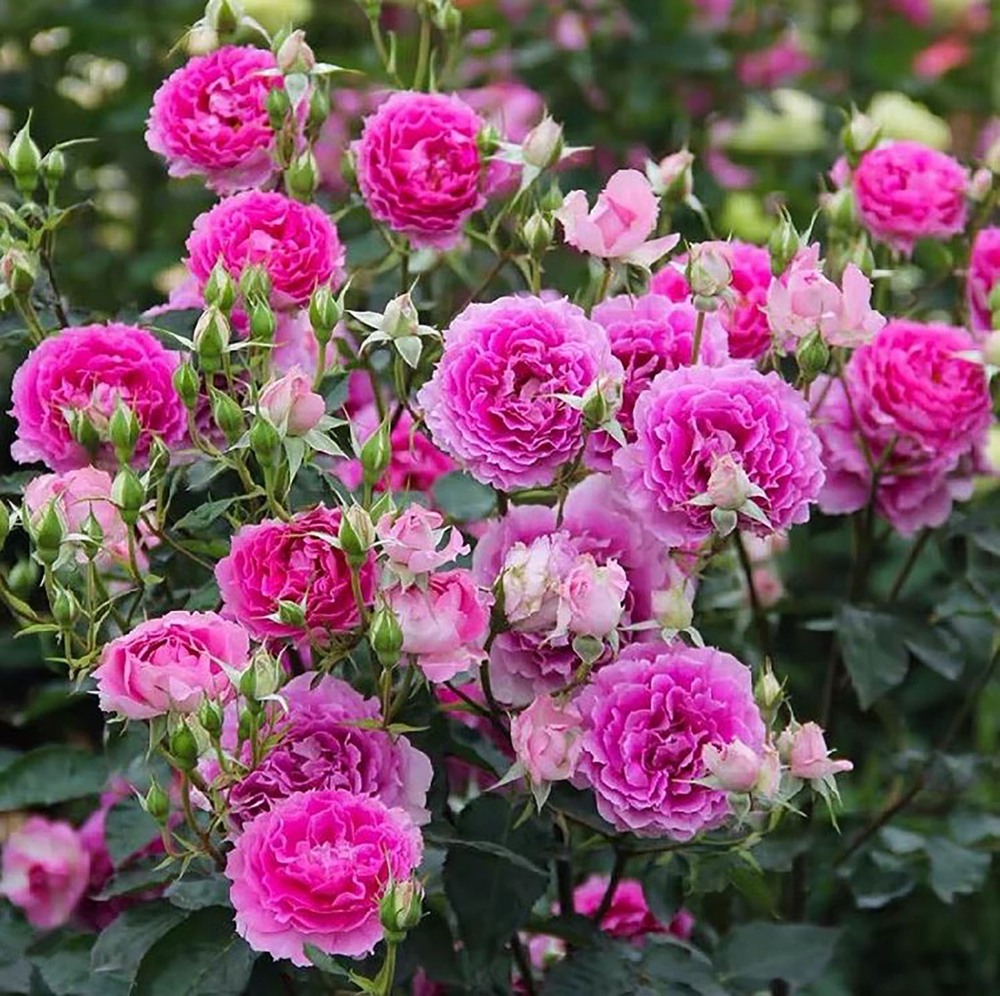 #SPJ067, Sheherazad 天方夜谭, Japanese Floribunda Rose, Thornless, Strong Fragrance, Non-Grafted/Own Root.