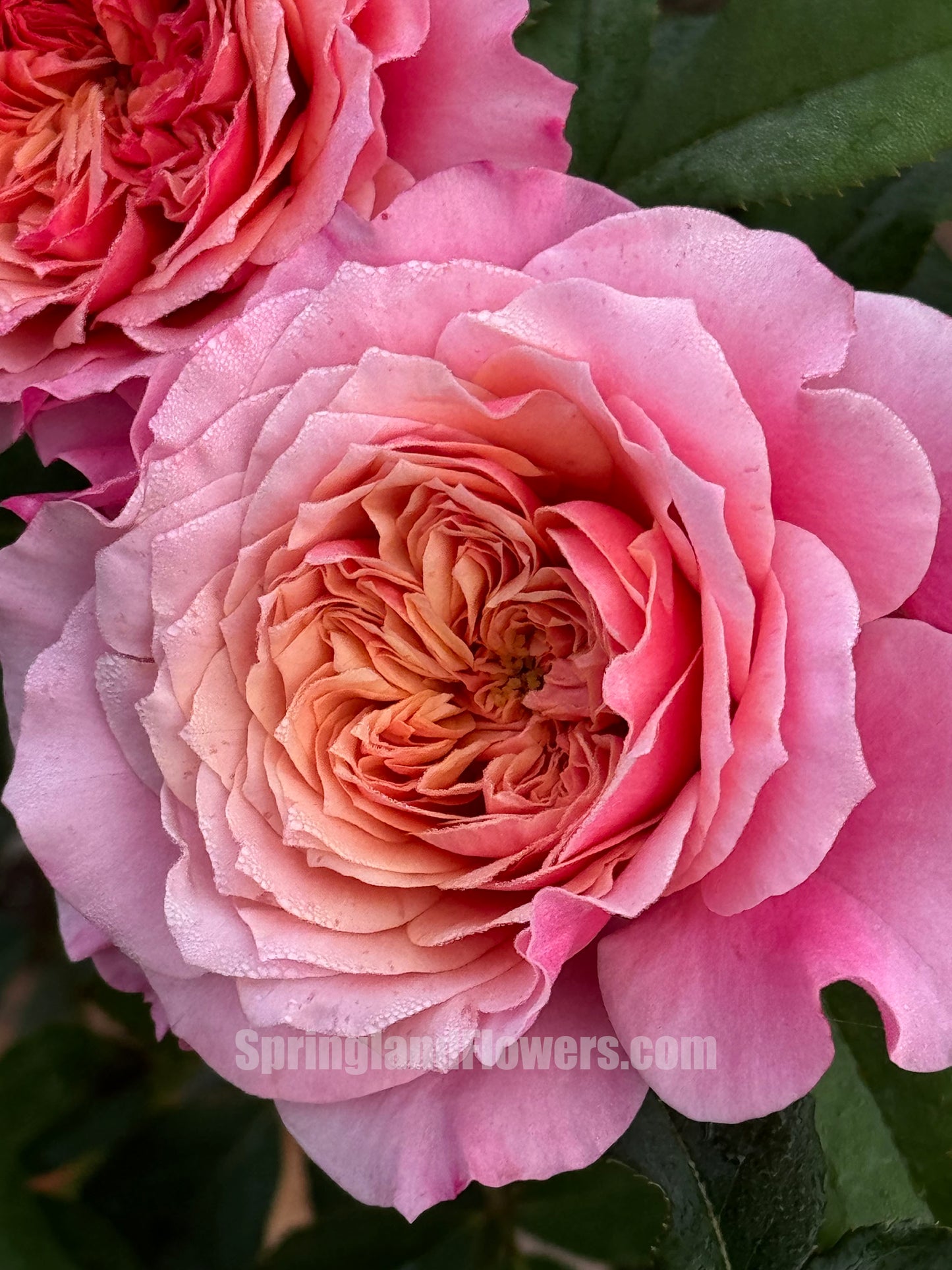 #SPJ035, Miyabi 雅,Florist Shrub Rose, Non-Grafted/Own Root.