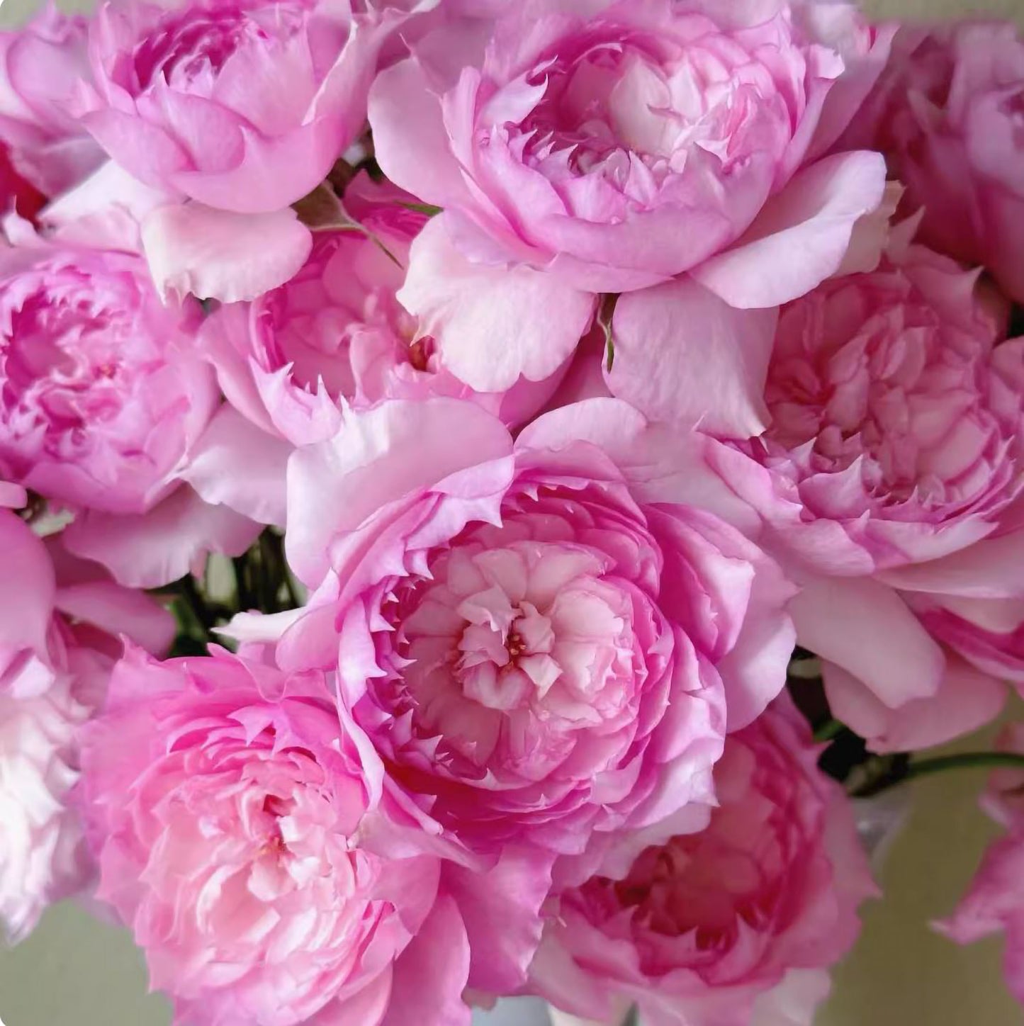#SPC226, RongRongYue 溶溶月,Chinese Floribunda Rose.