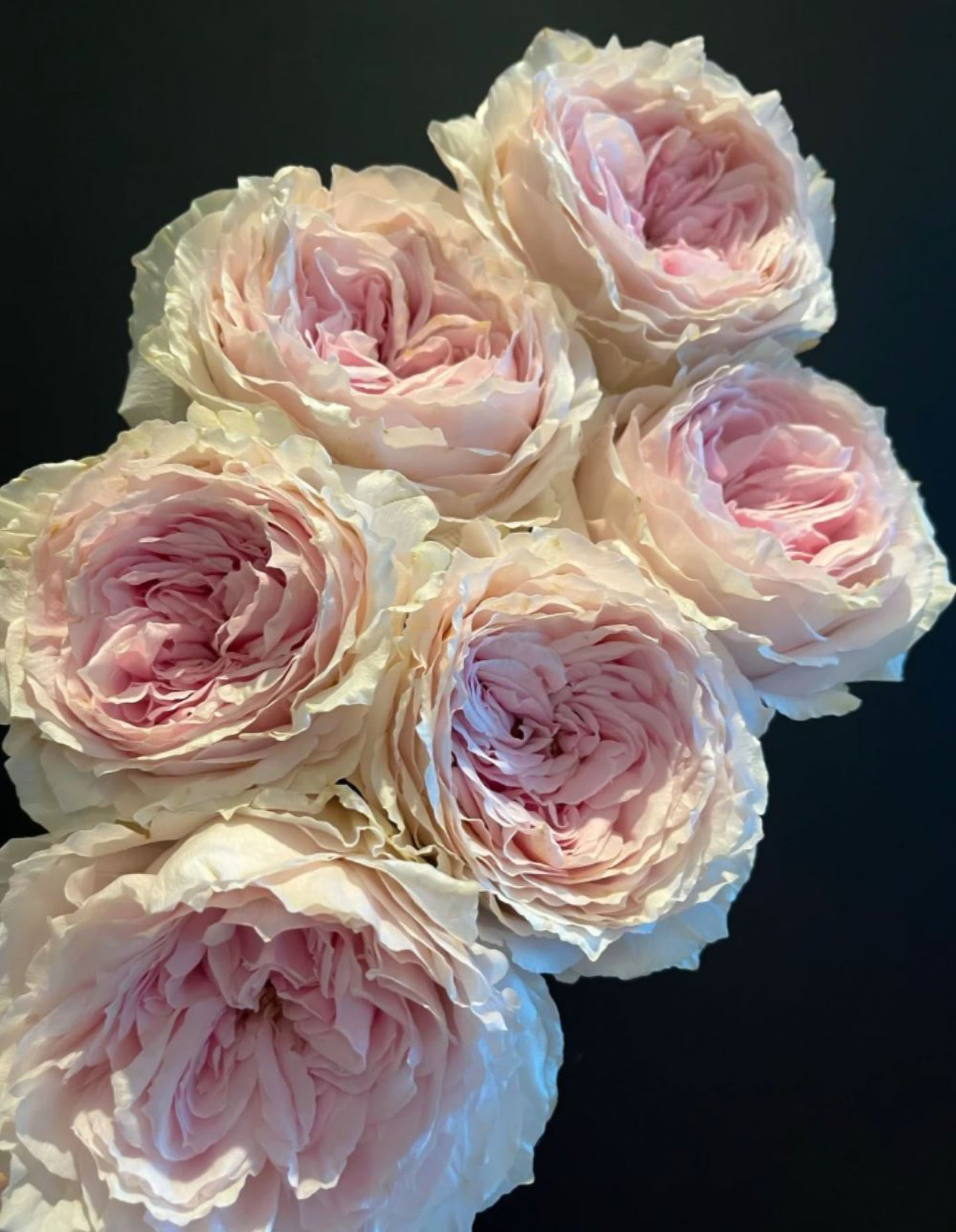 #SPJ120,Tsumugi Fuli 锦绸富力, Japanese Florist Shrub Rose.