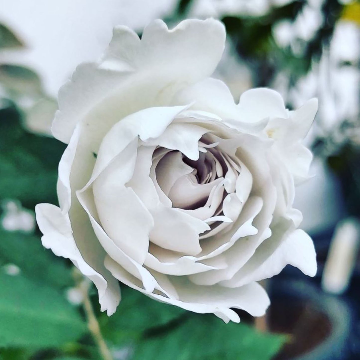 #SPJ078,Gabriel 加百列大天使, Japanese Shrub Rose, Strong fragrance. Non-Grafted/Own Root.