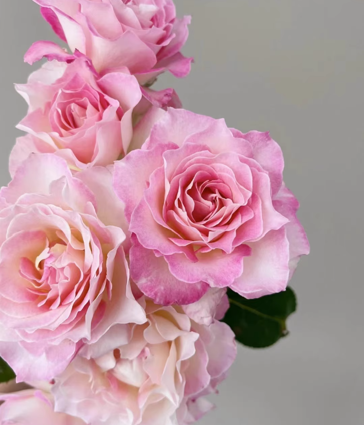 #SPJ102, Seraphim六翼天使,Japanese Shrub Rose, Non-Grafted/Own Root. Beautiful Flowers, Strong Fragrance and Long Flowering Period, You Deserve It.