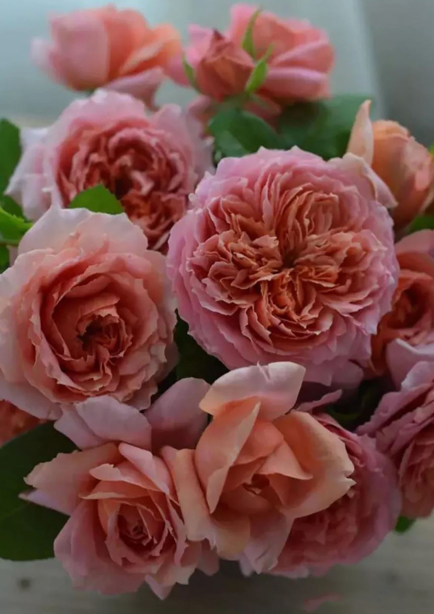 #SPJ182, Moulin de la Galette 煎饼磨坊, Japanese Shrub Rose,Strong Disease Resistance, Heat-Tolerant , Own Root.