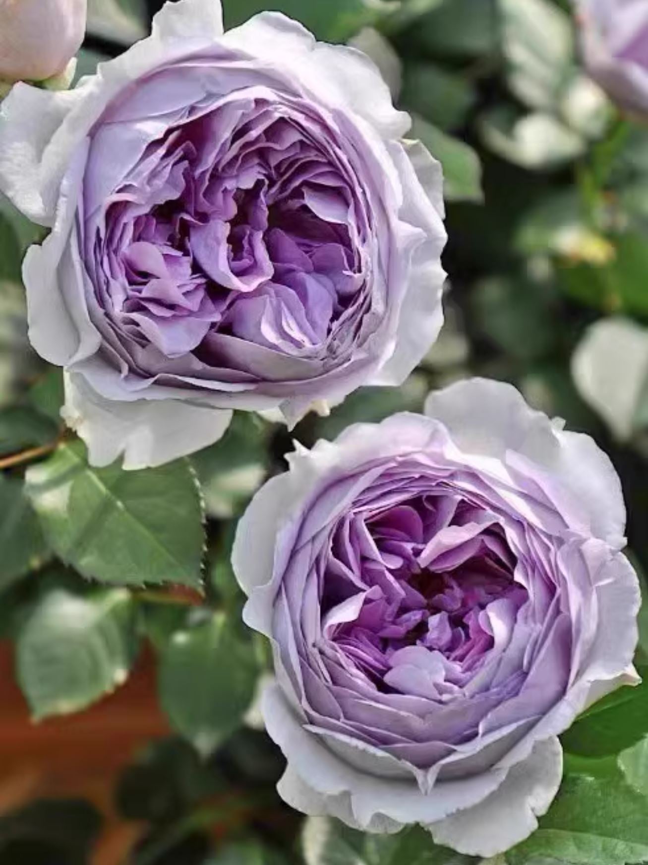 #SPJ185, Lilas 丽拉 リラ,Japanese Shrub Rose, Non-Grafted/Own Root.