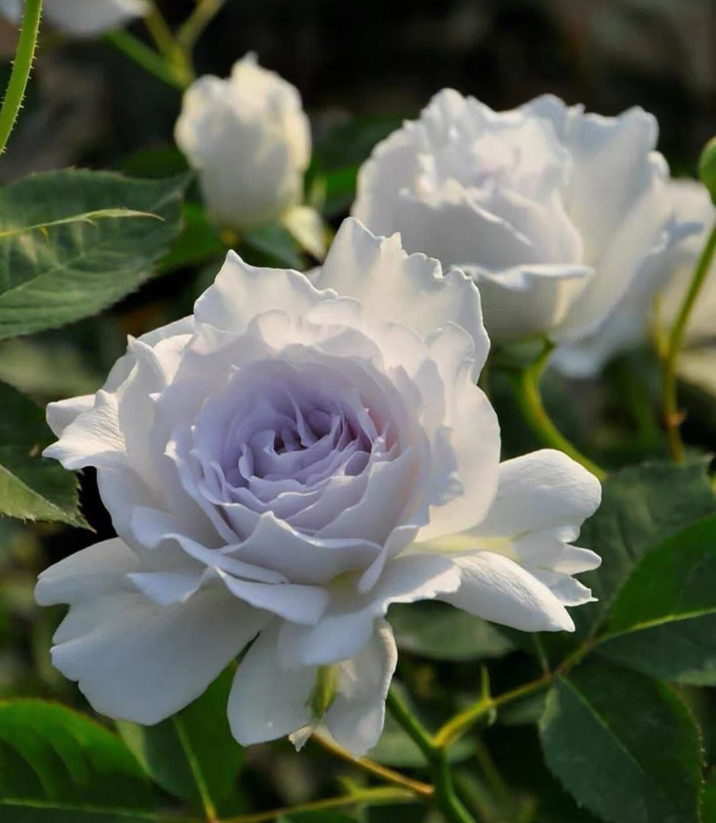 #SPJ078,Gabriel 加百列大天使, Japanese Shrub Rose, Strong fragrance. Non-Grafted/Own Root.
