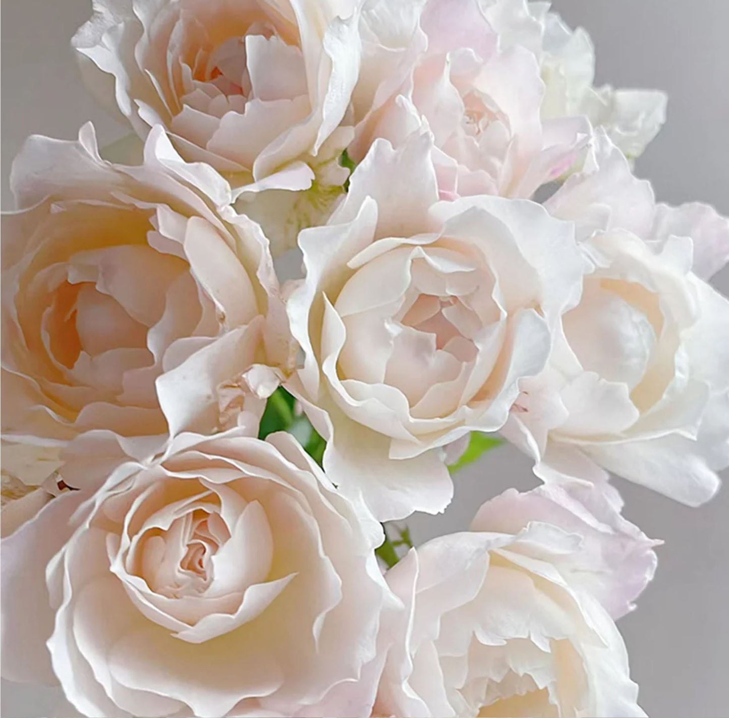 #SPJ096, Princess Tenko 天宫公主,Japanese Shrub Rose , Strong Fruity Sweet Fragrance, Large, Non-Grafted/Own Root.