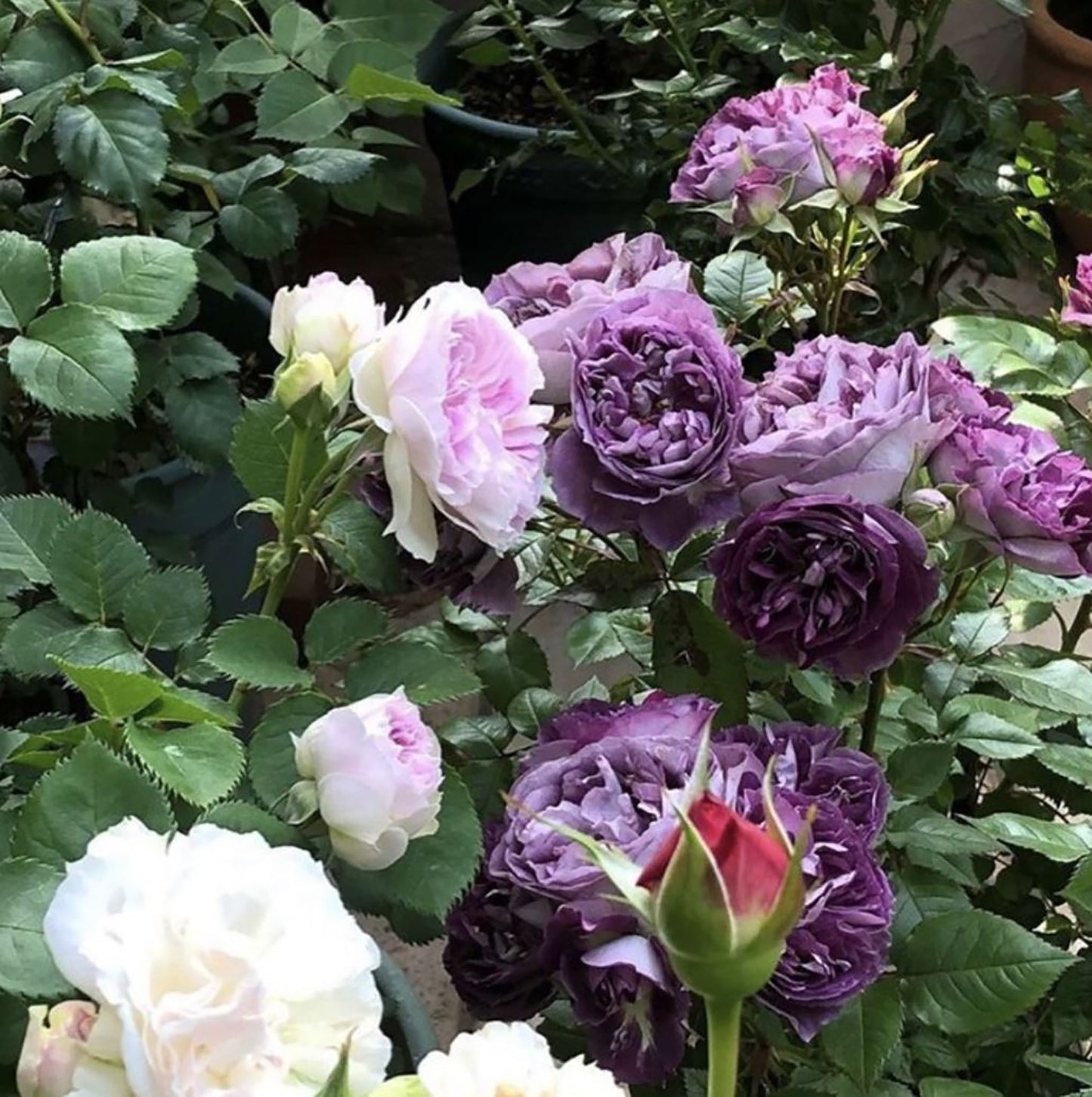 #SPJ099,Rinaldo 圣十字军, Japanese Shrub Rose, Non-Grafted/Own Root.