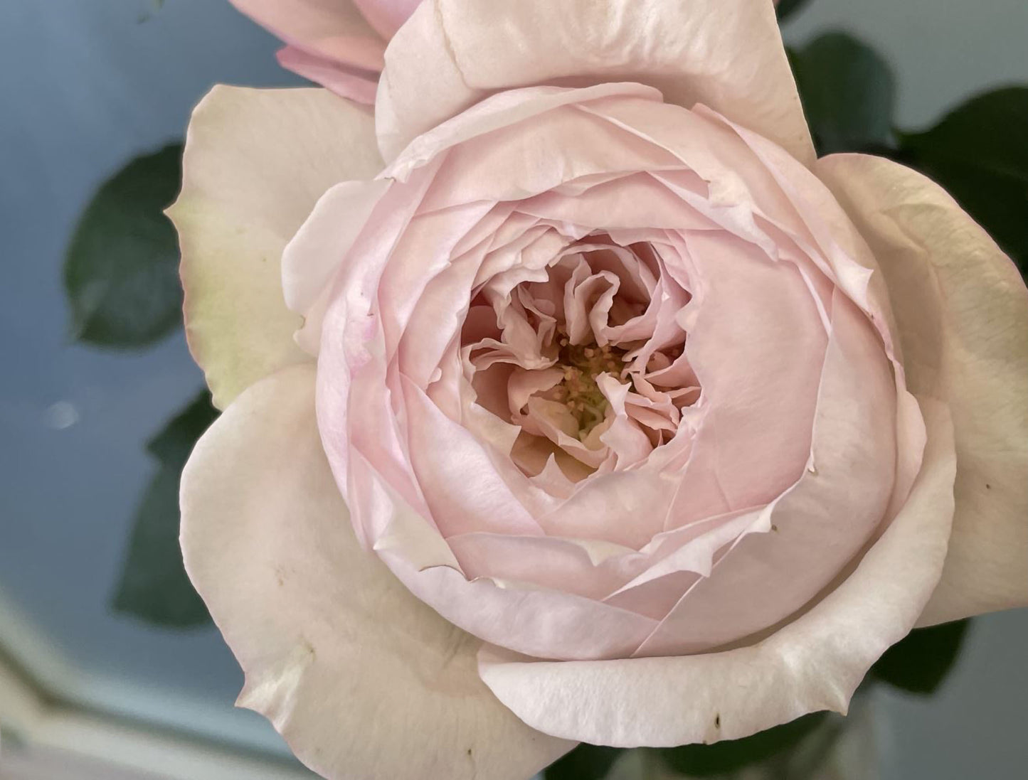 #SPJ143,Cherry Antique 樱桃古董,Japanese Shrub Rose, Non-Grafted/Own Root.