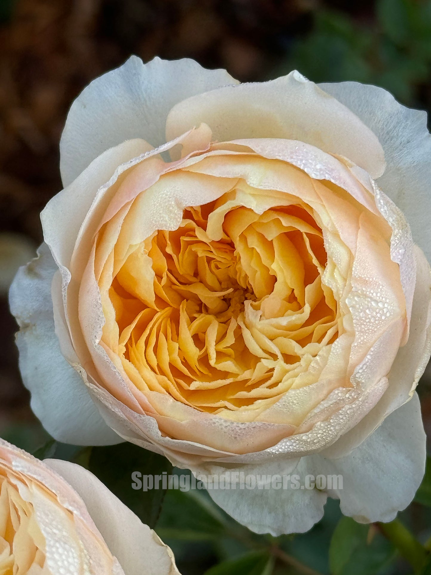 Bird's Whisper 雀啾 , Shrub Rose, Long Blooming Period, Resilience To High Humidity And Heat,Strong Disease Resistance, Own Root.