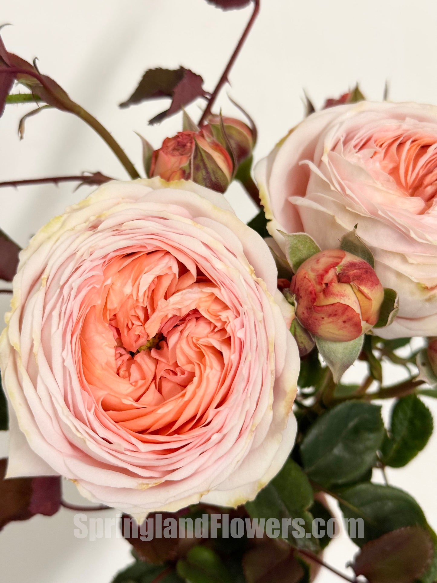 #SPJ033,extremely similar to Confiture 果酱, Japanese Florist Shrub Rose, Non-Grafted/Own Root.