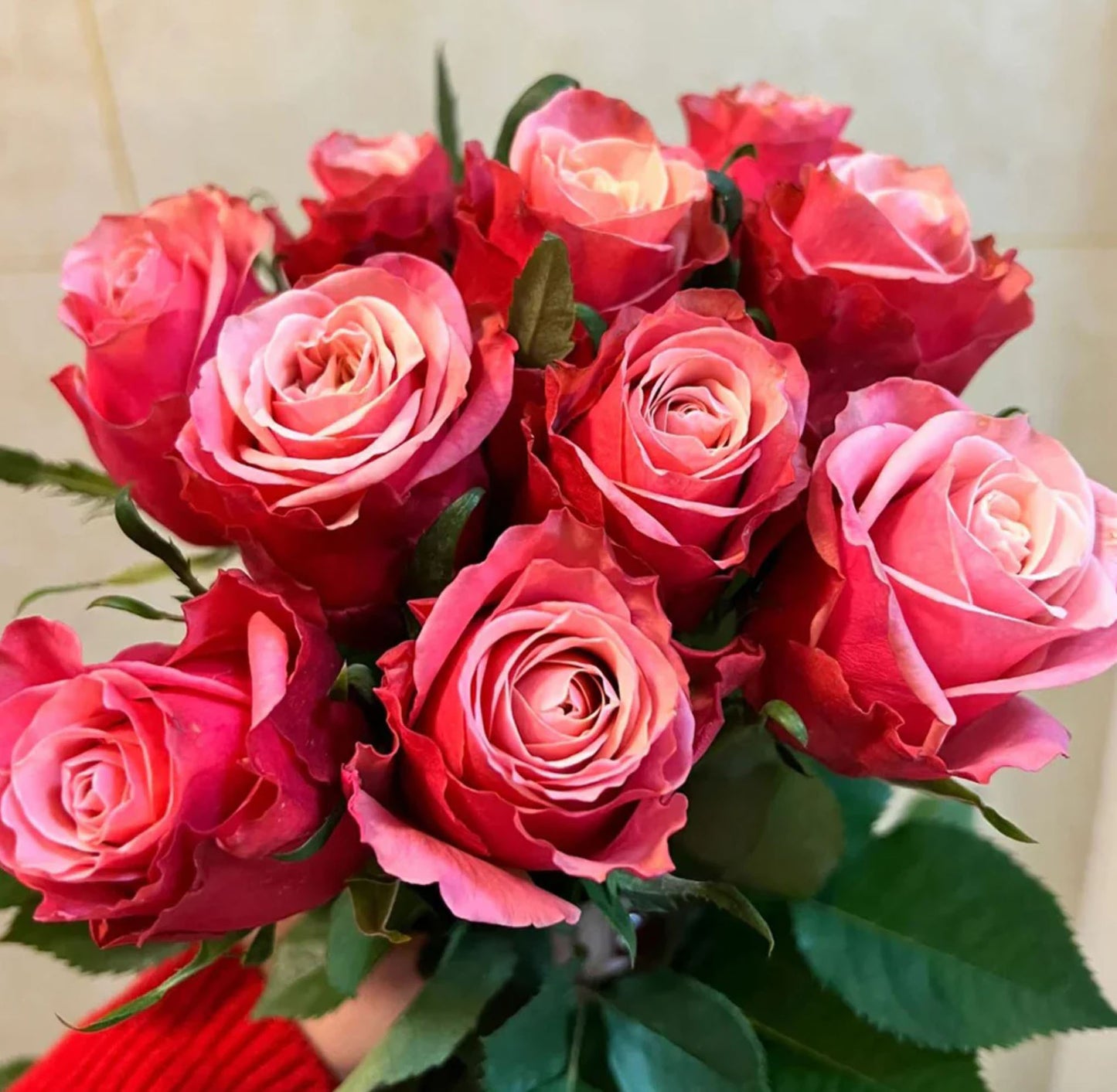 Alter Ego 闺蜜,French Floribunda Florists Rose. Upright,Heat-tolerant, disease-resistant, Non-Grafted/Own Root.