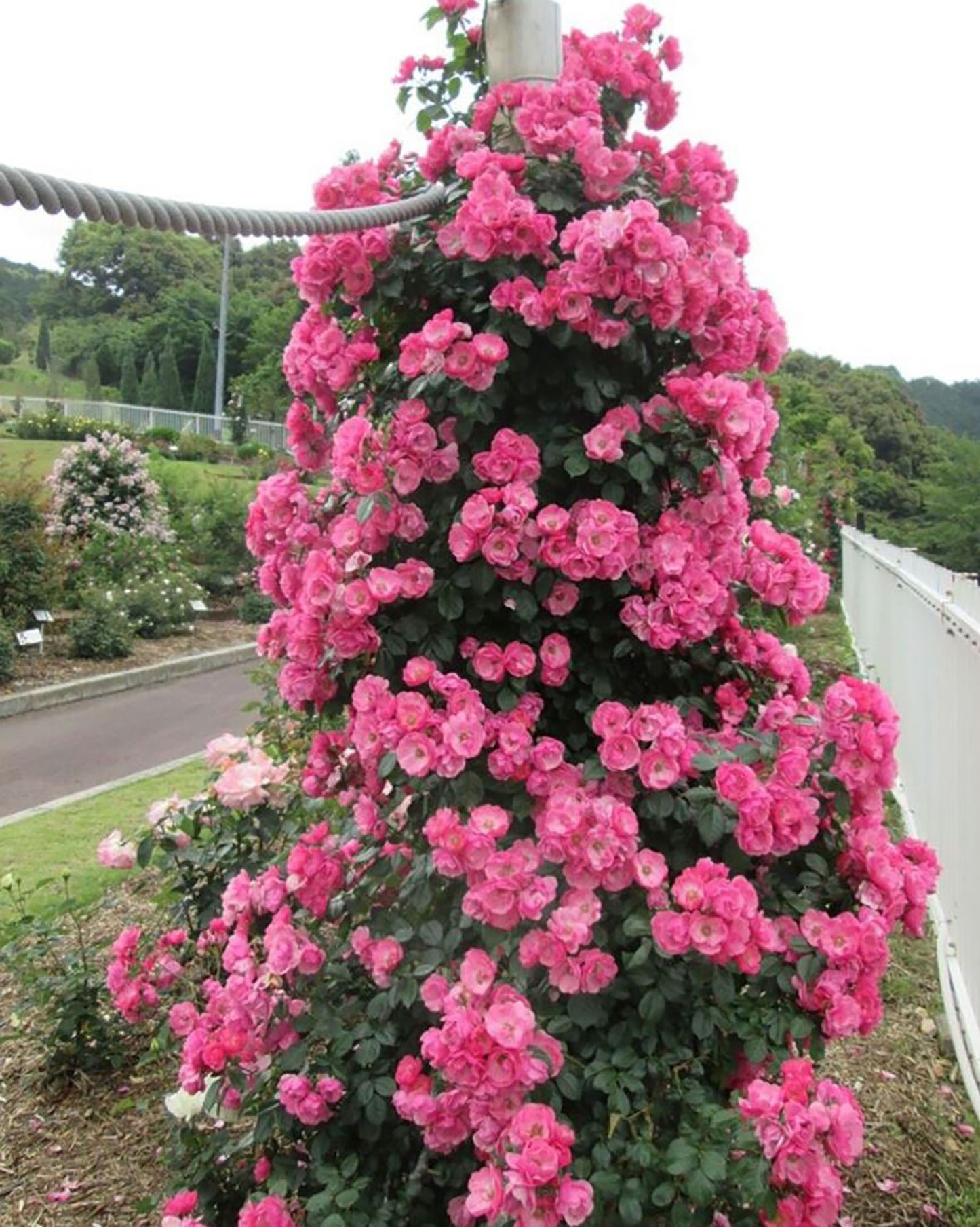 #SPG006 ,Angela 安吉拉, Floribunda, Climbing Rose. Non-Grafted/Own Root.