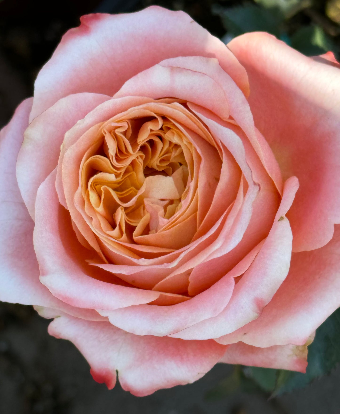 #SPN163,Funky Peach 方可桃,Florist Cutting Rose,Non-Grafted/Own Root.