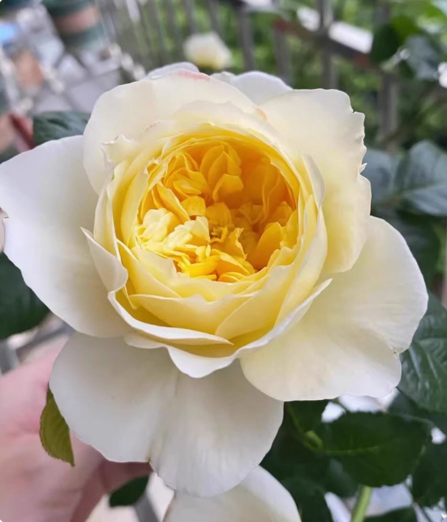 Amnesty International 大赦国际/柠檬雪酪,French Climbing Rose, Strong fragrance. Large. Heat Resistant.Non-Grafted/Own Root.