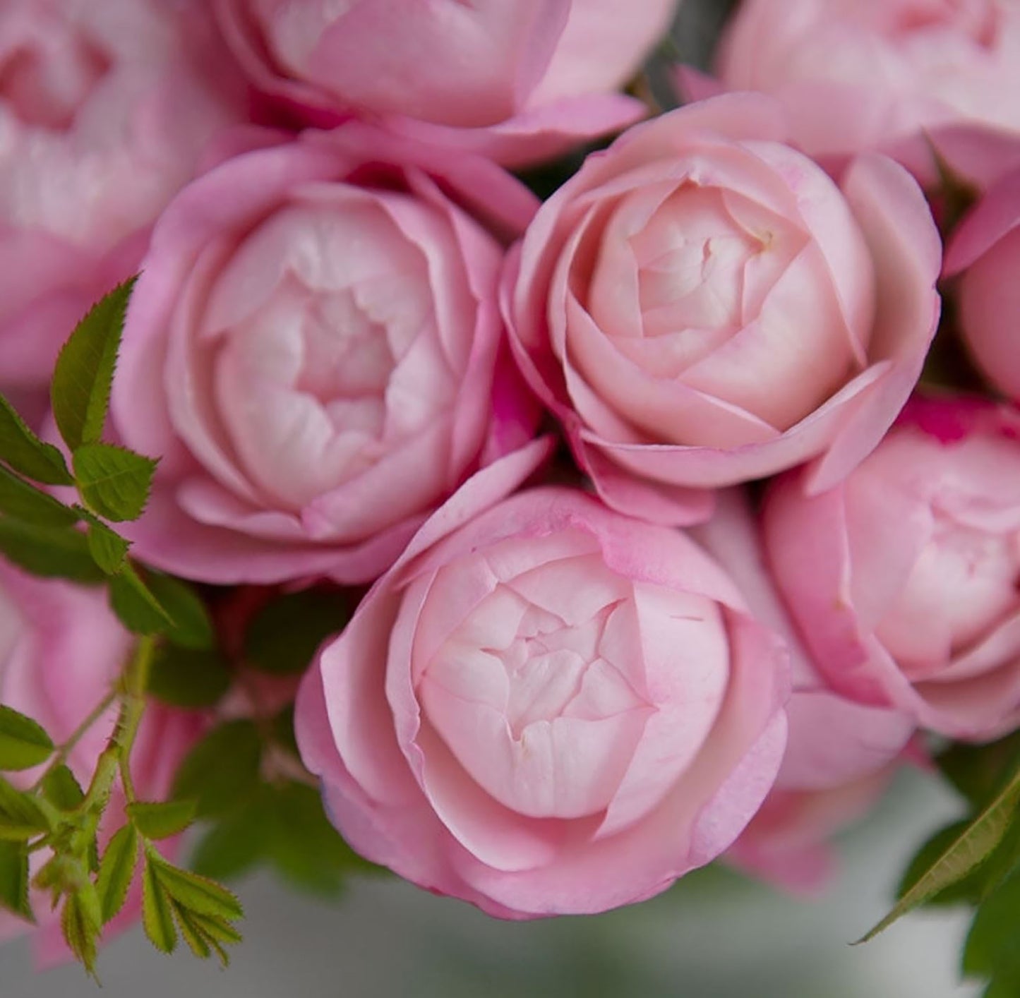 #SPJ111 , Strawberry Macaron草莓杏仁饼,Japanese Floribunda Rose, Non-Grafted/Own Root.