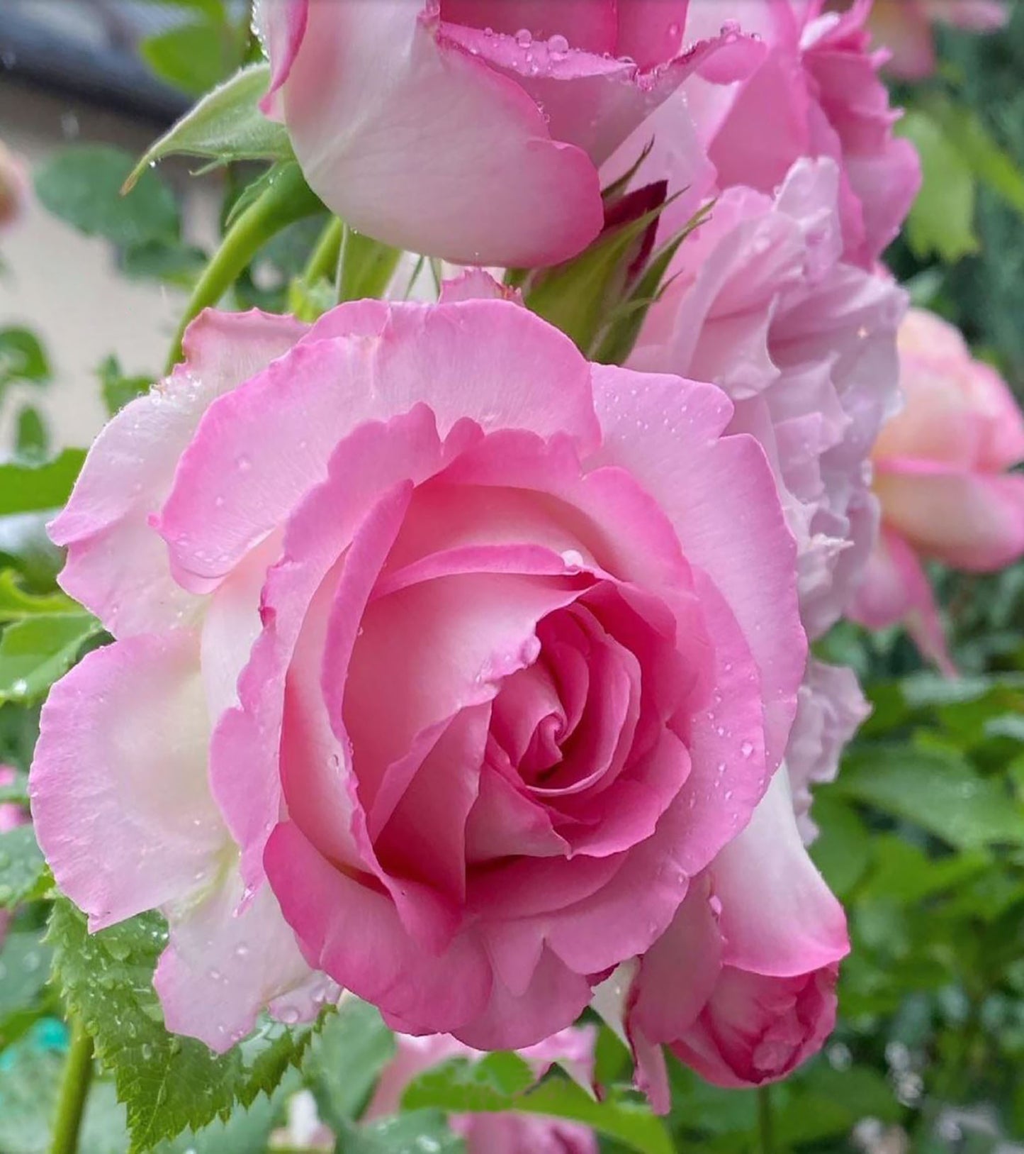 #SPJ098,Rien Rose 河本绊,Japanese Floribunda Rose,Fragrant and Thornless, Strong Disease Resistance, Non-Grafted/Own Root.