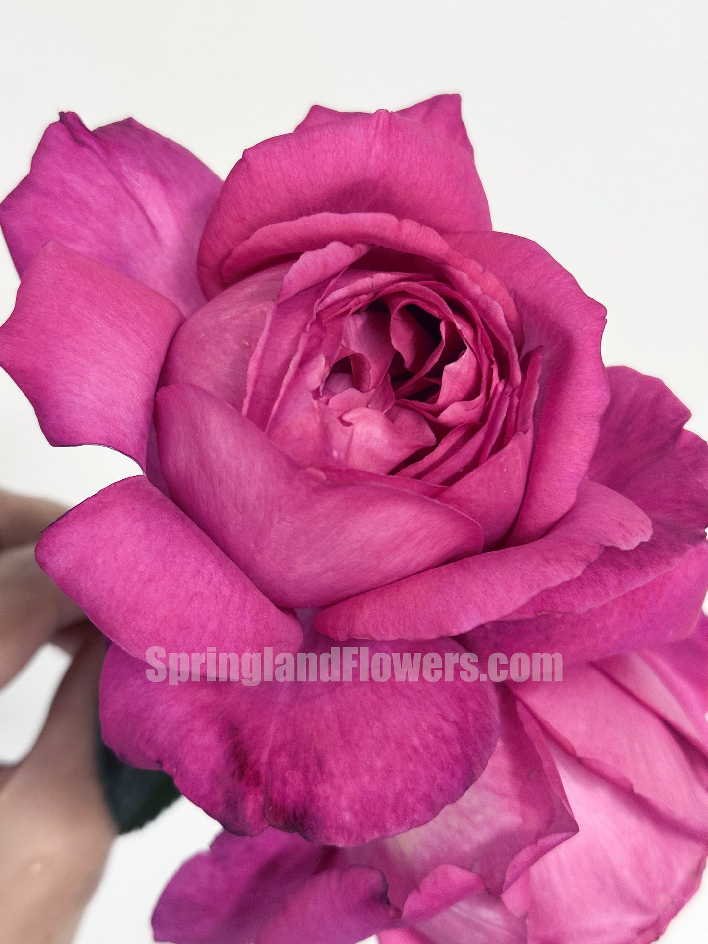 #SPJ290, Eve Brown/ Yves Brown 伊芙布朗,Japanese Shrub Rose, Non-Grafted/Own Root.