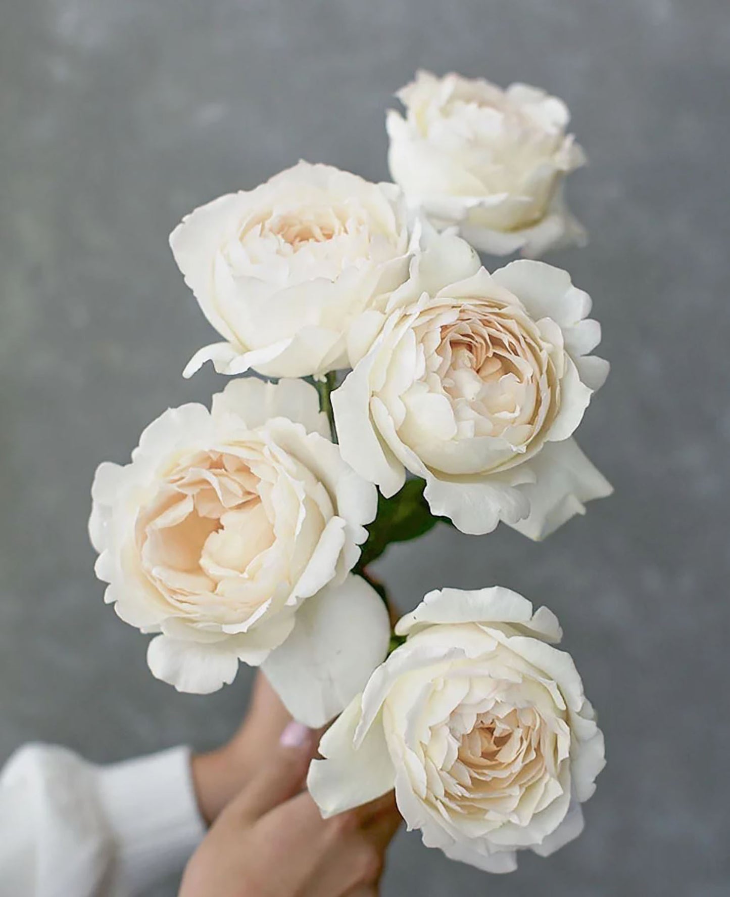 #SPF080,Extremely Similar to Ivory Yves Piaget 伊芙象牙伯爵,Florist Shrub Rose,Upright, Heat-tolerant, disease-resistant, Non-Grafted/Own Root.