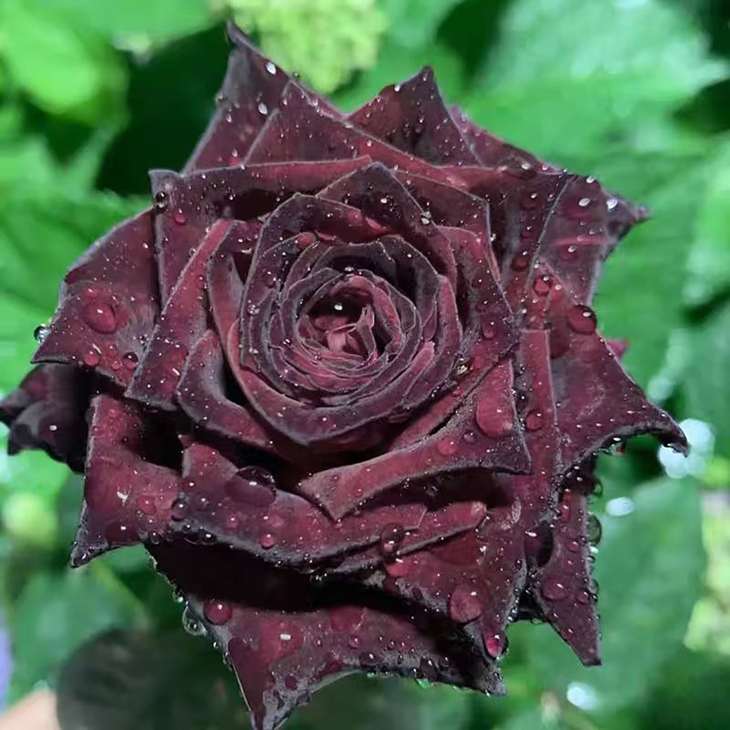 Black Baccara 黑巴克,Florist Shrub Rose, Non-Grafted/Own Root.