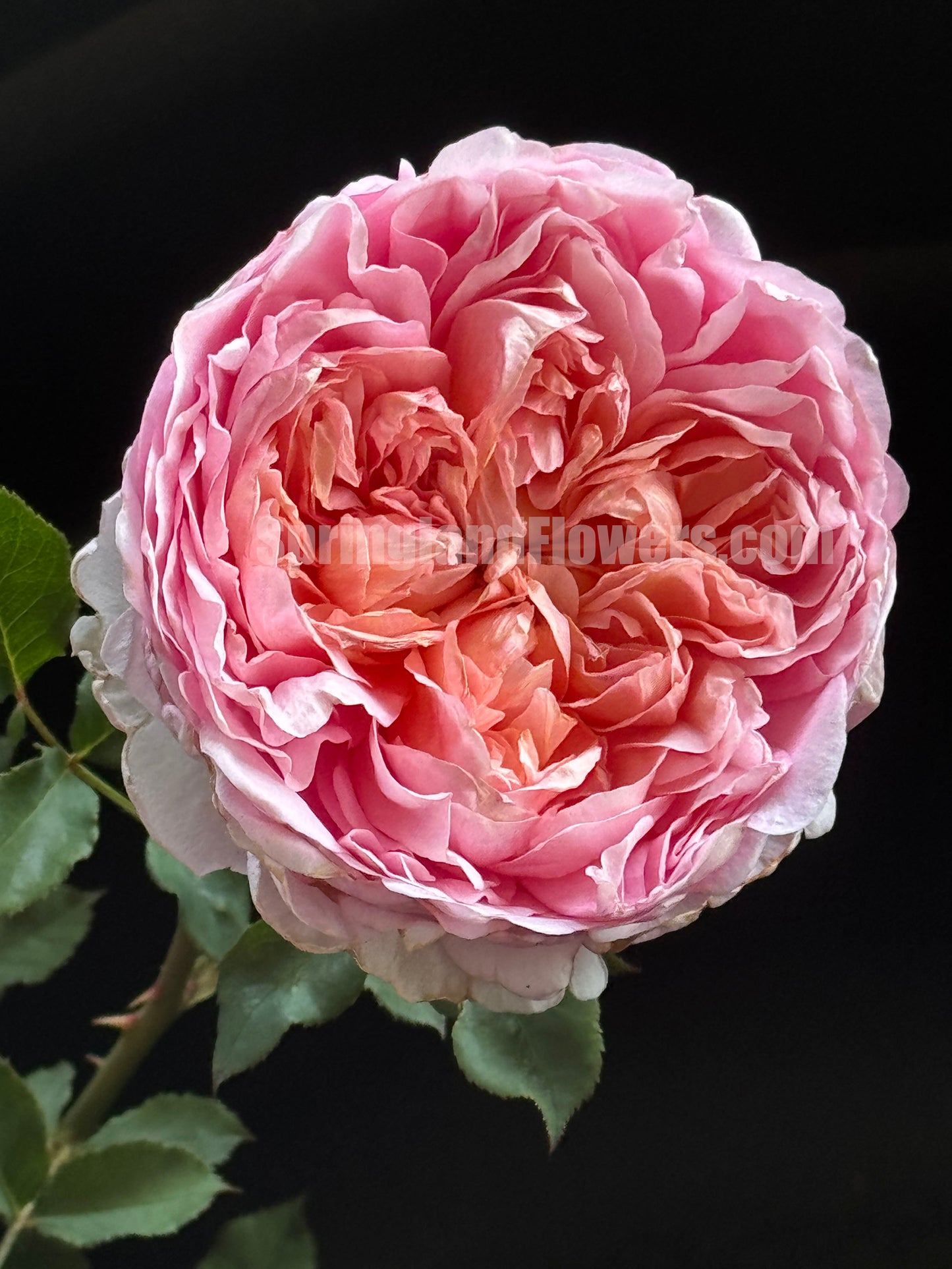 #SPC239,Tao Ran 桃染, Chinese Shrub Rose. Non-Grafted/Own Root.